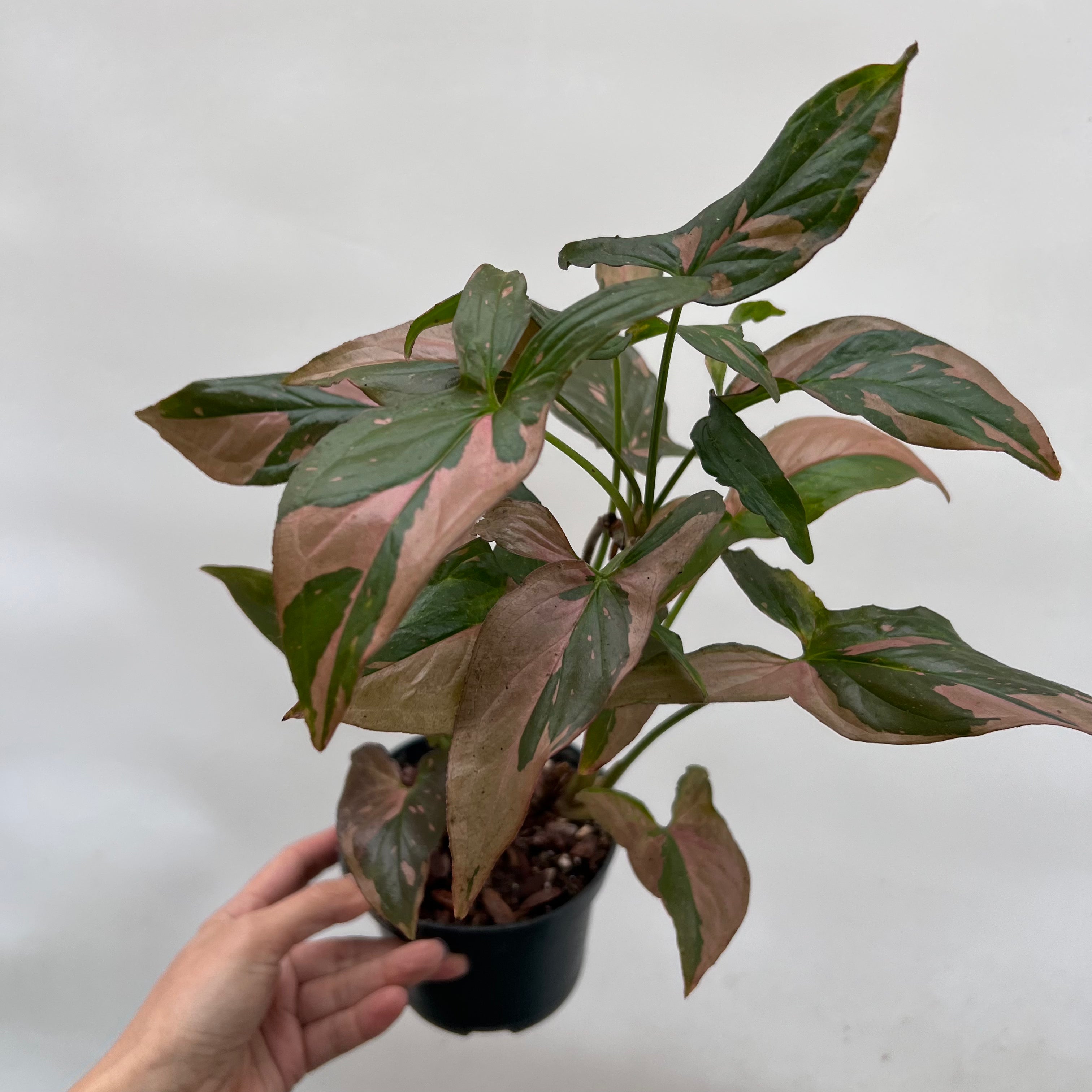 Syngonium Pink Splash /Orietta
