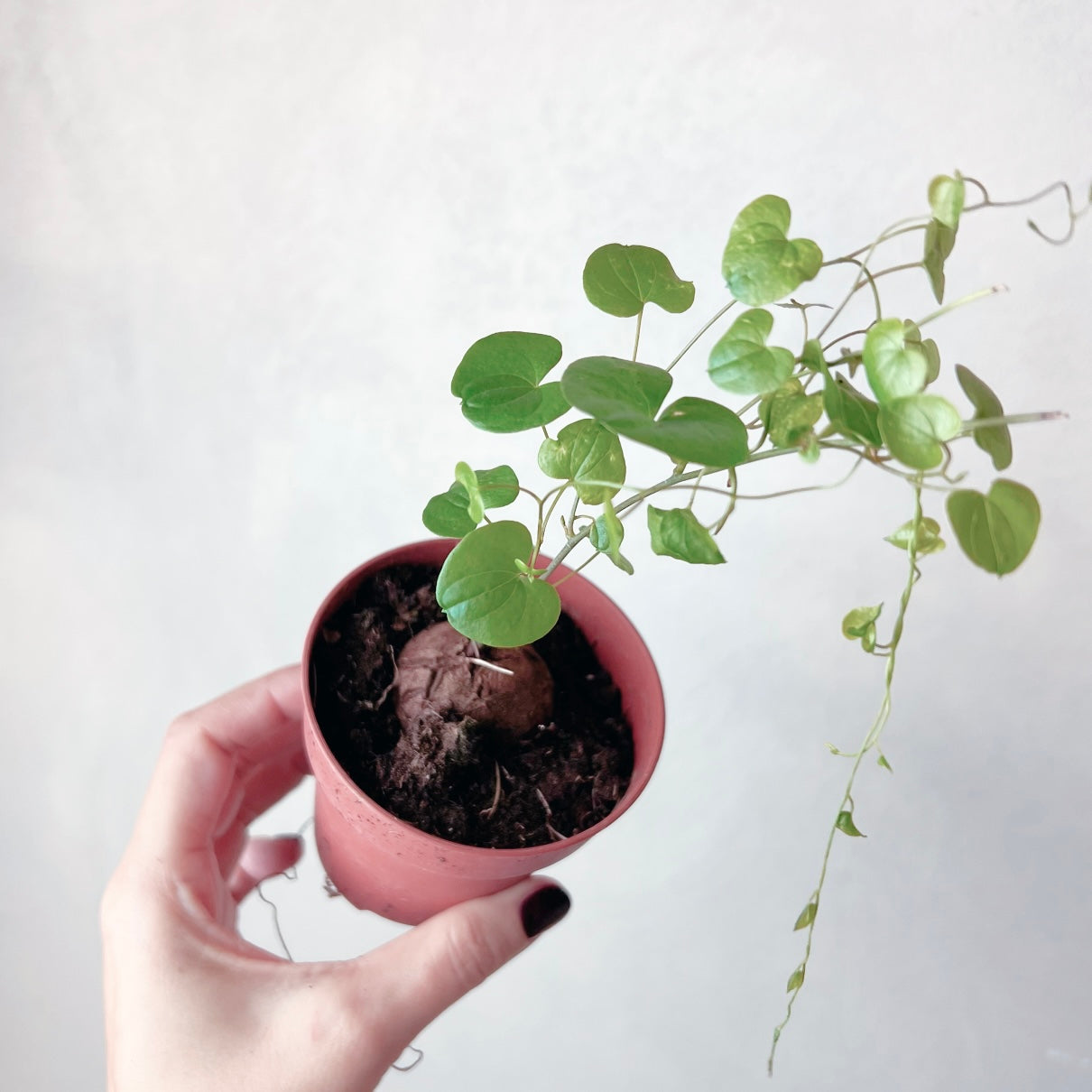 Dioscorea elephantipes
