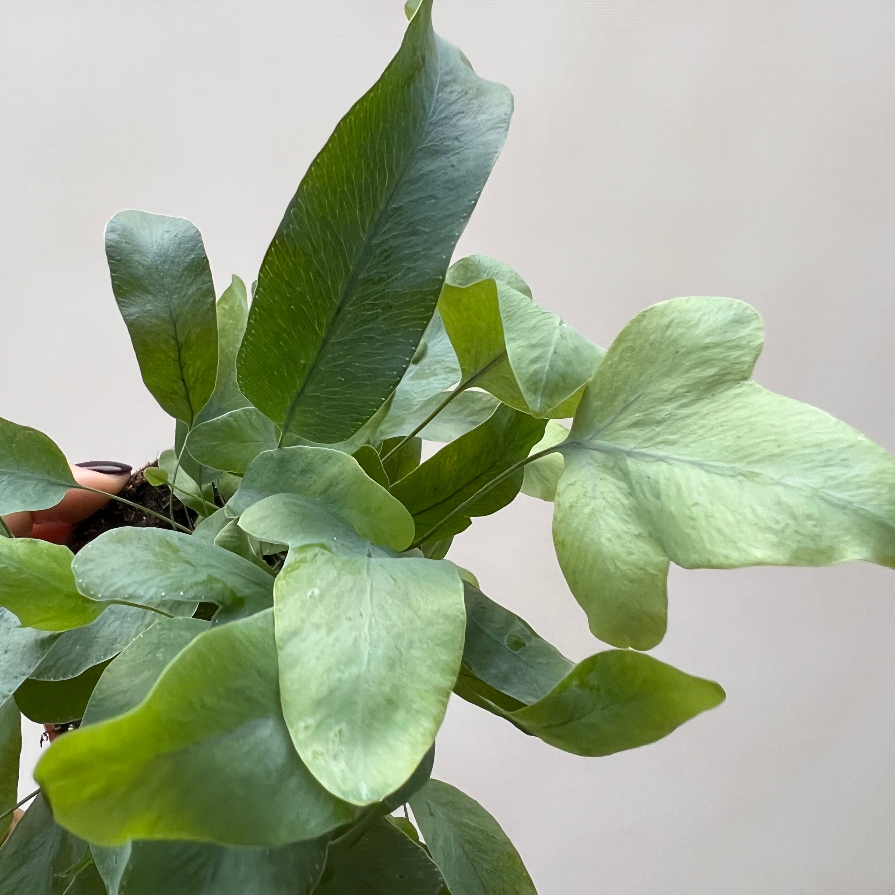 Mini Phlebodium Blue Star