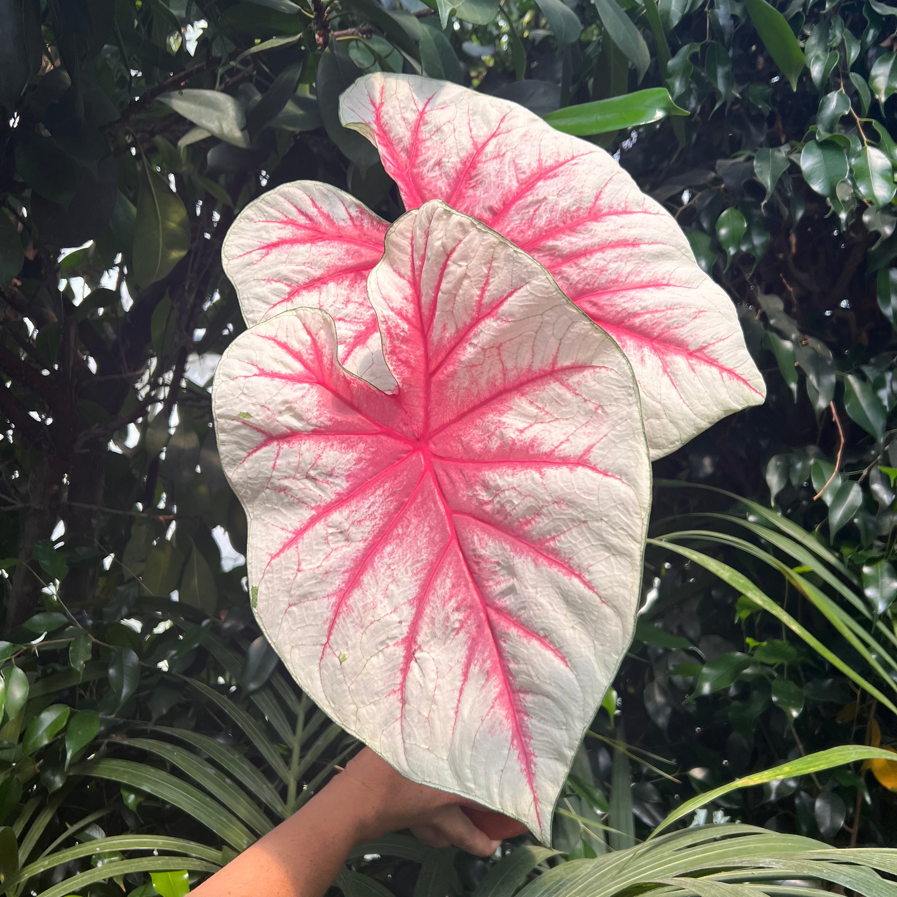 Caladium Fiesta