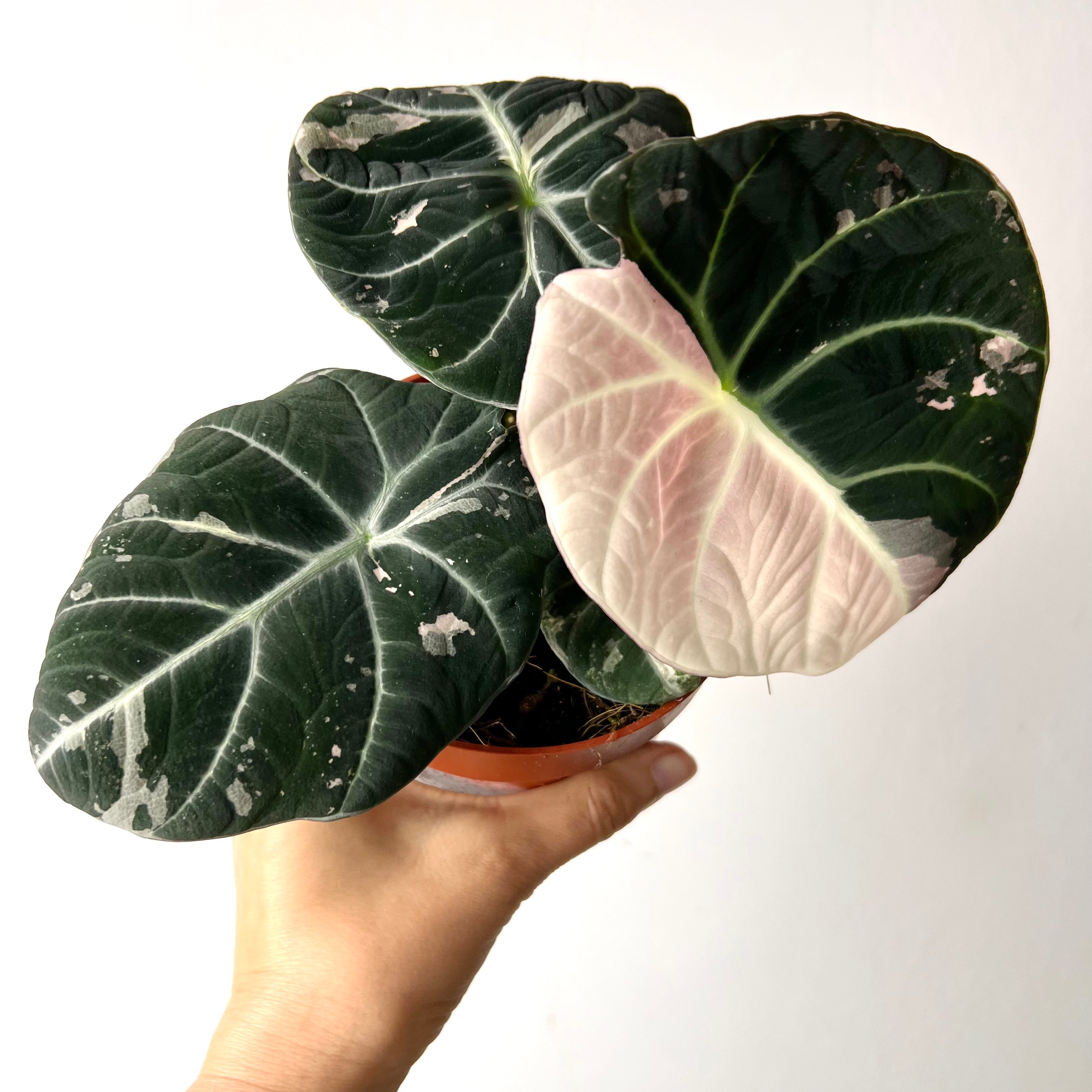 Alocasia Black Velvet Pink variegata