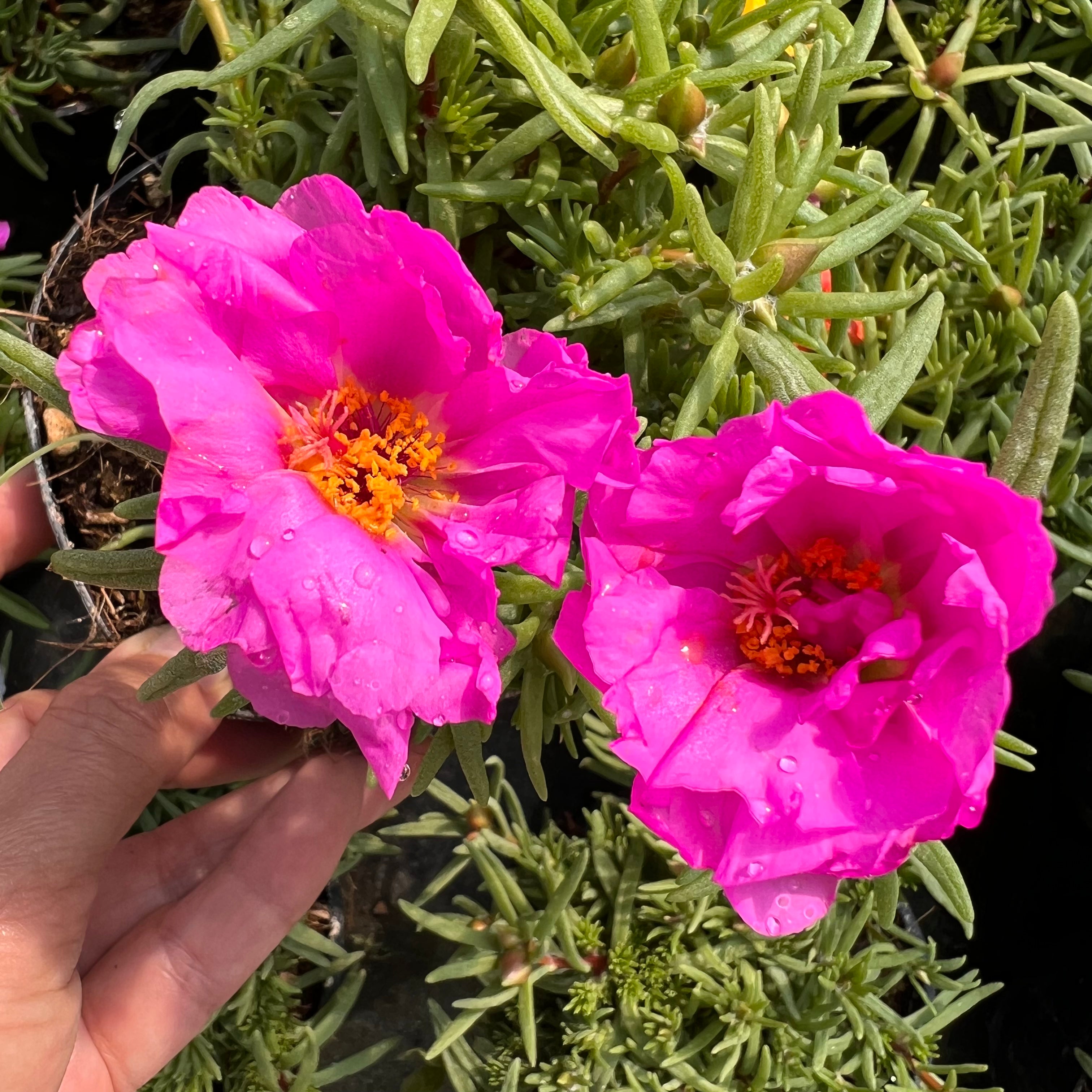 Portulaca Grandiflora