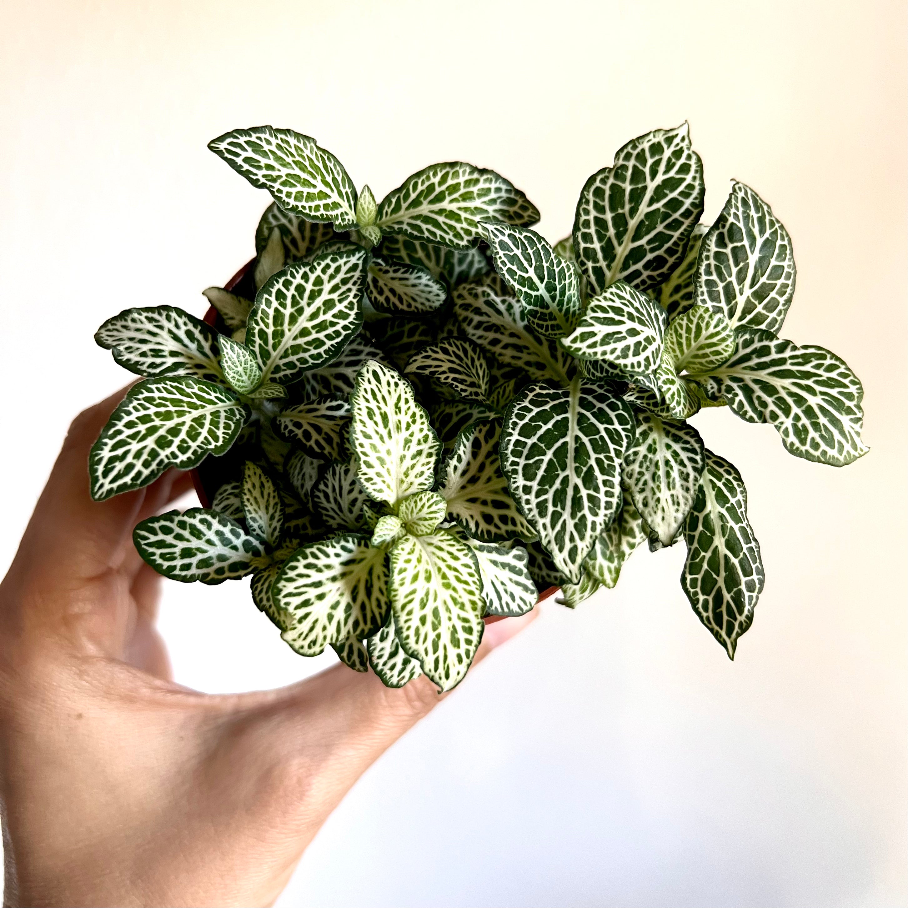 Fittonia Mini Whisper