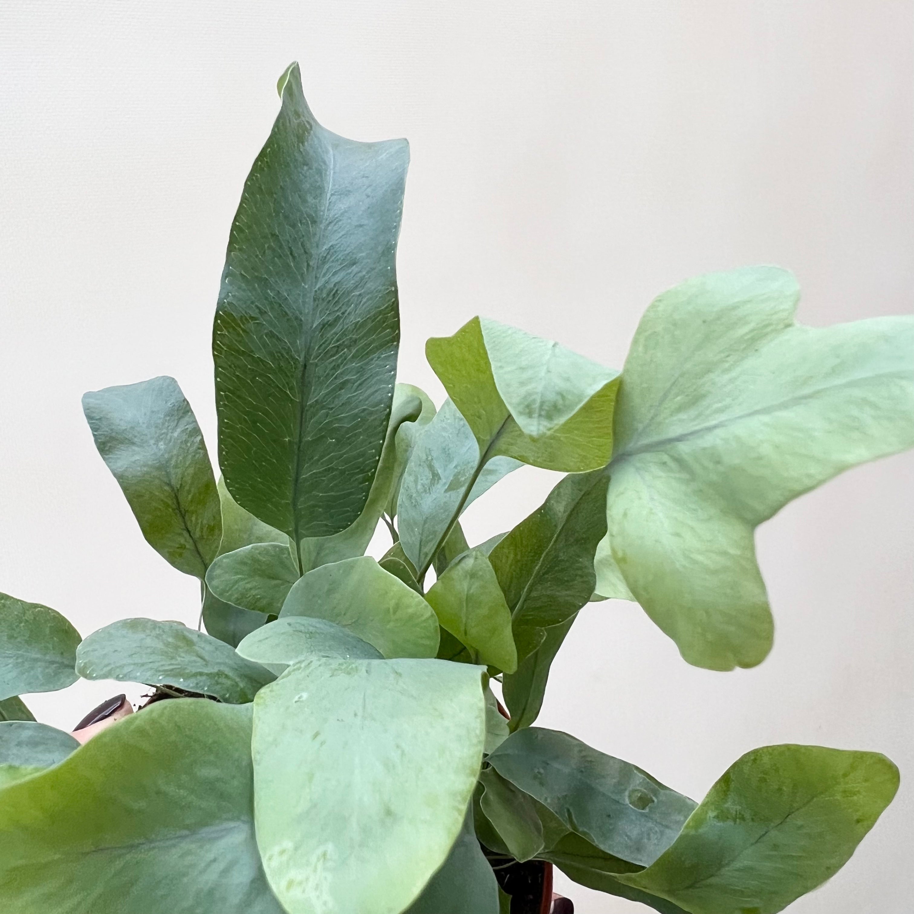 Mini Phlebodium Blue Star