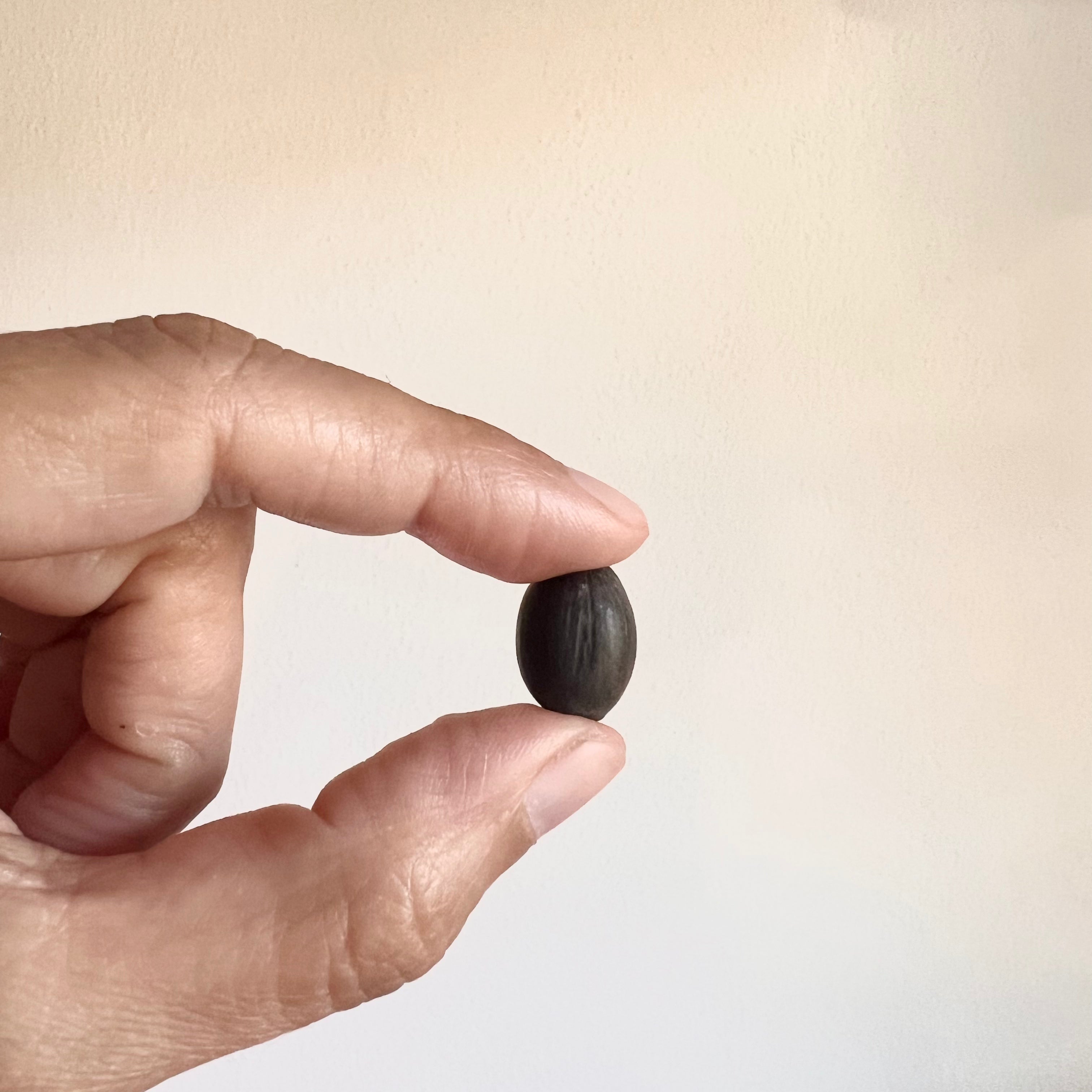 Fior di Loto Nelumbo Nucifera /seme, colore a sorpresa