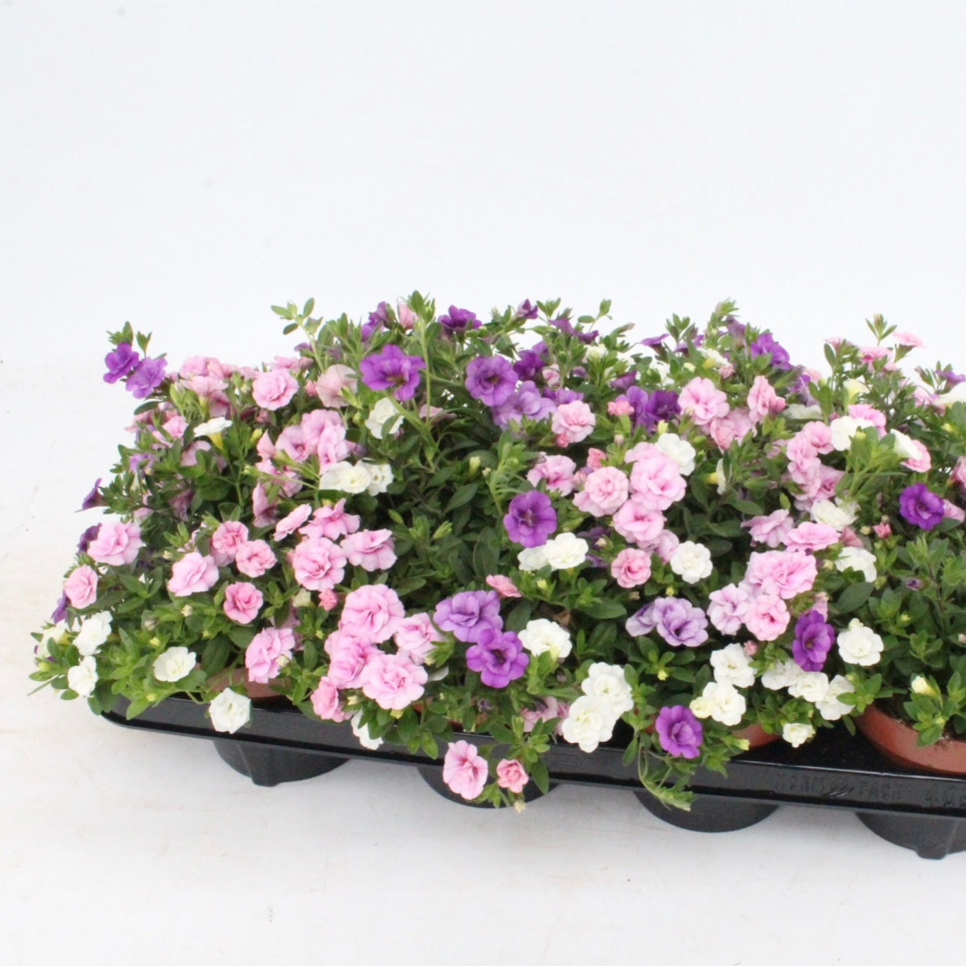 Calibrachoa Trixi Petticoat