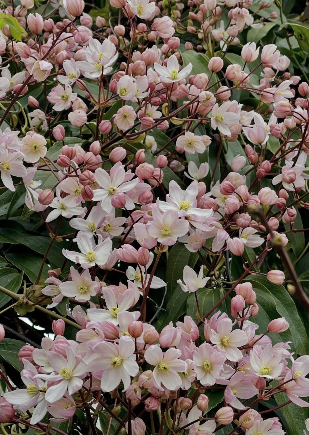 Clematis Armandii Apple Blossom