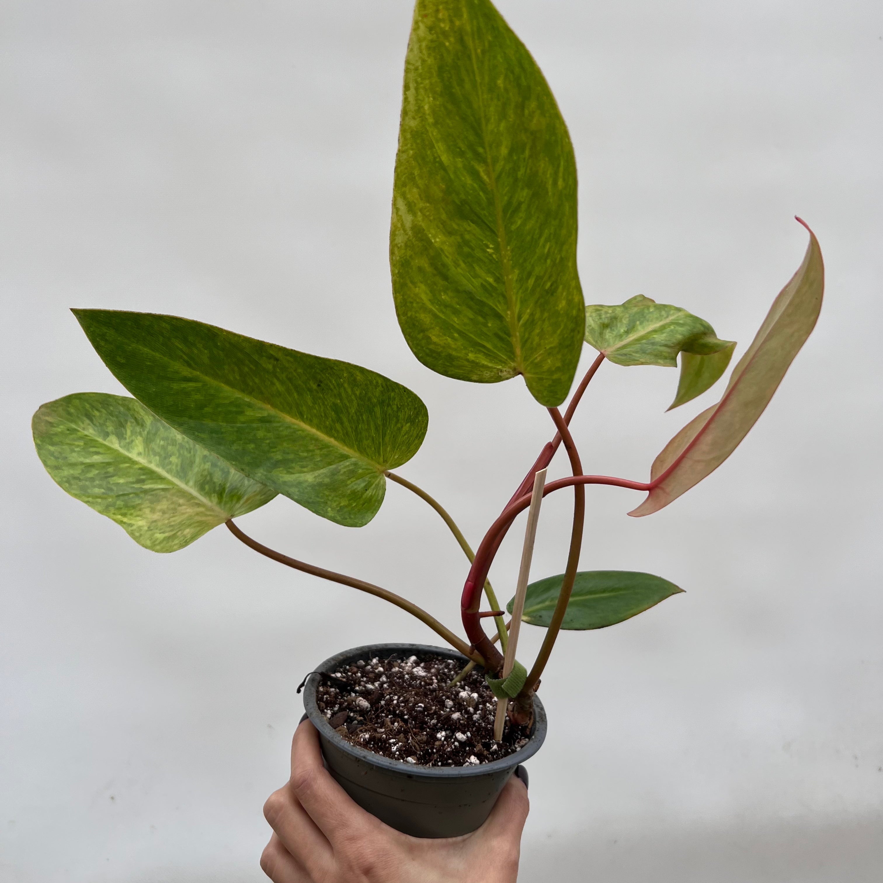 Philodendron Painted Lady /Paola