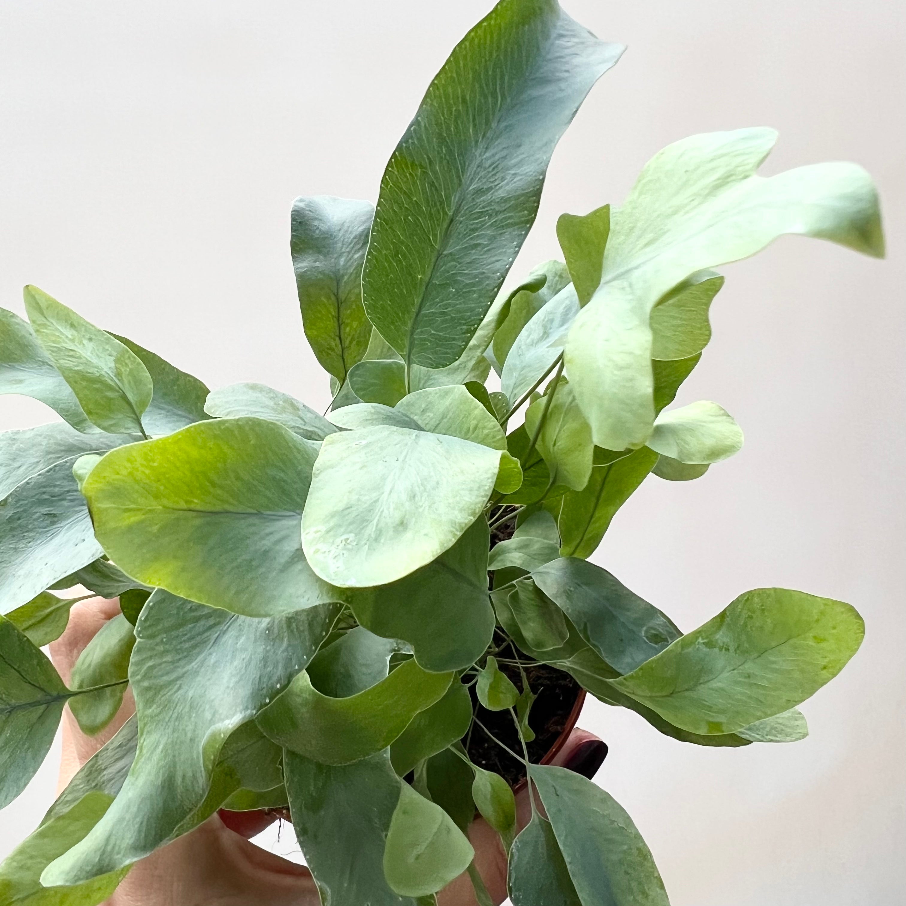 Mini Phlebodium Blue Star