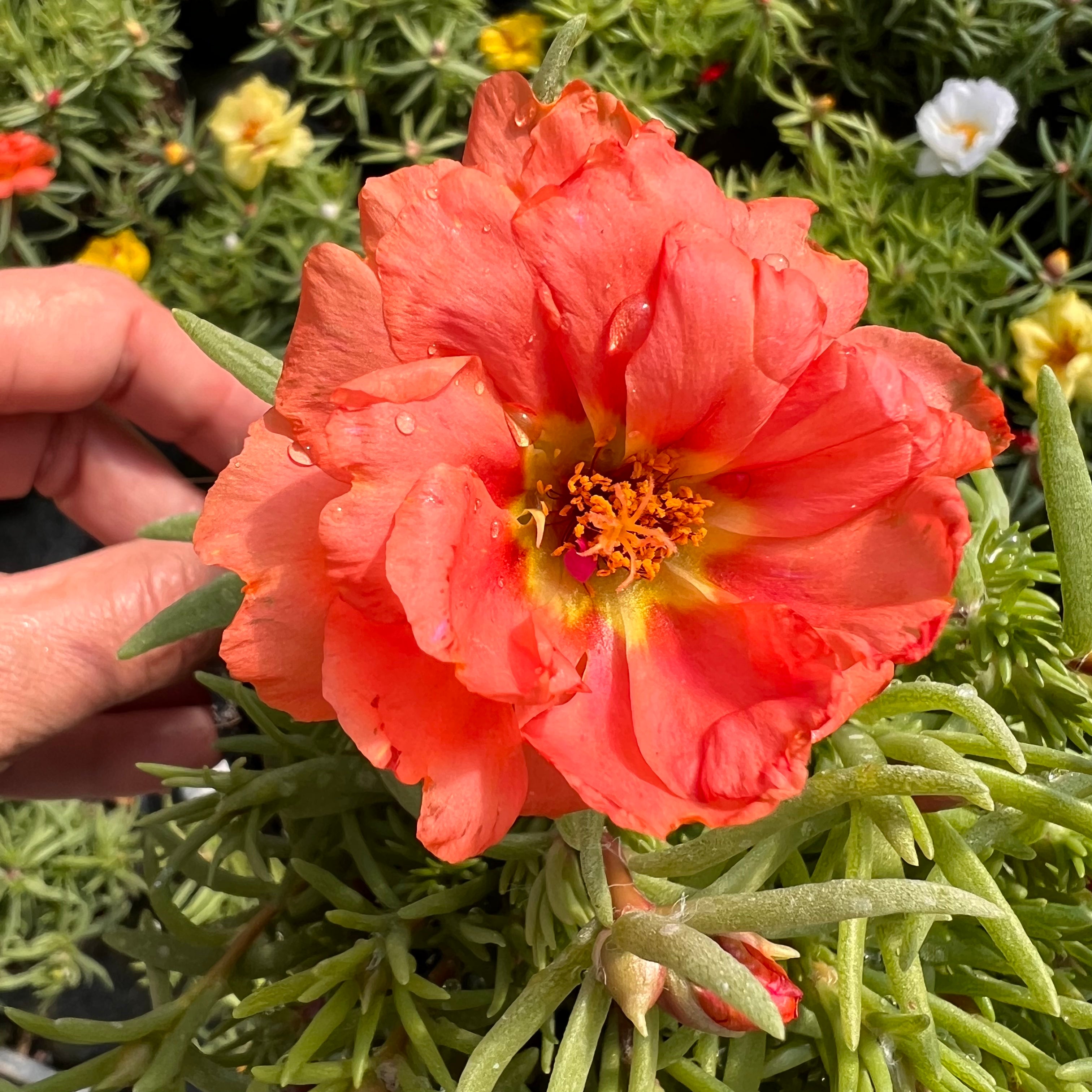 Portulaca Grandiflora