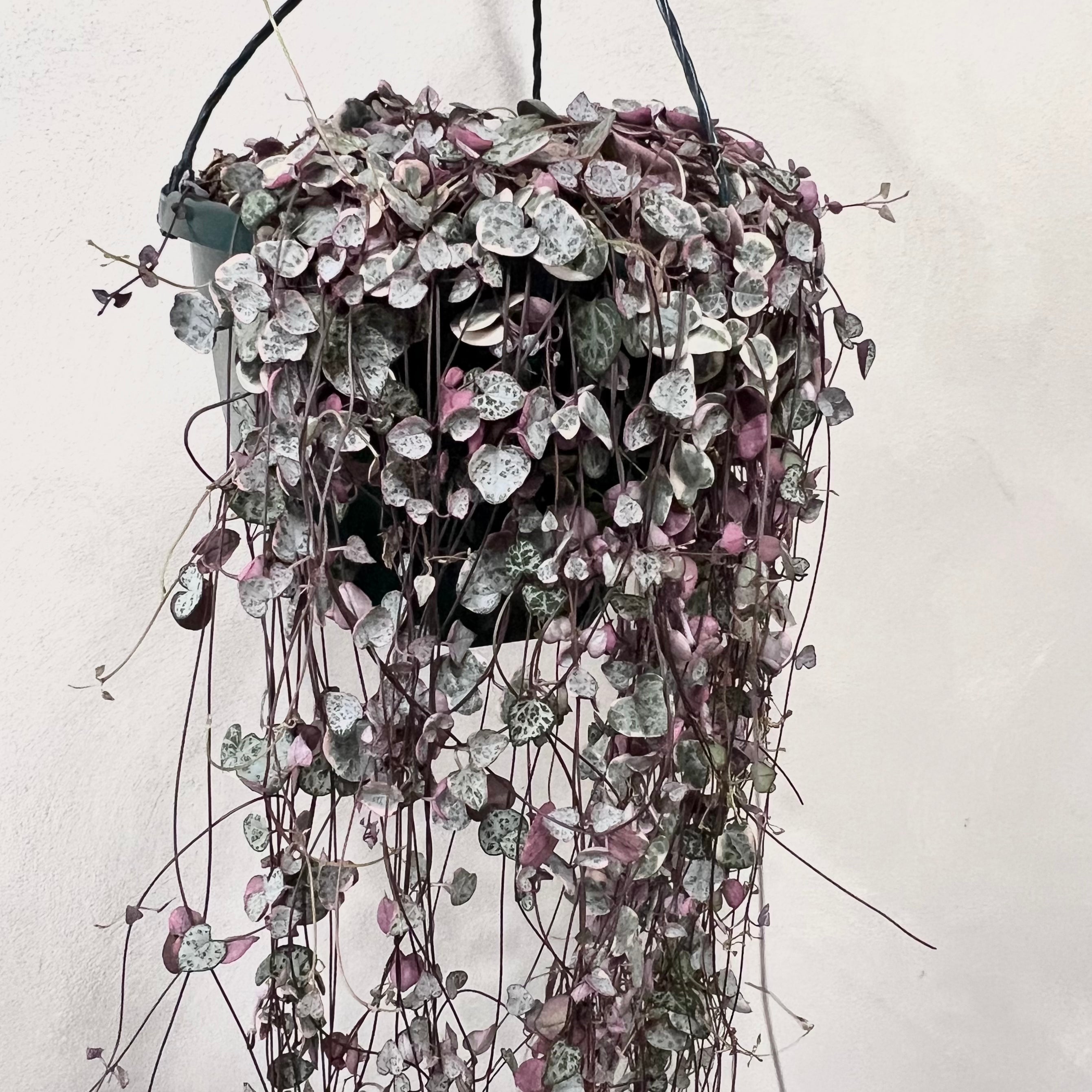 Ceropegia Woodii variegata Marlies