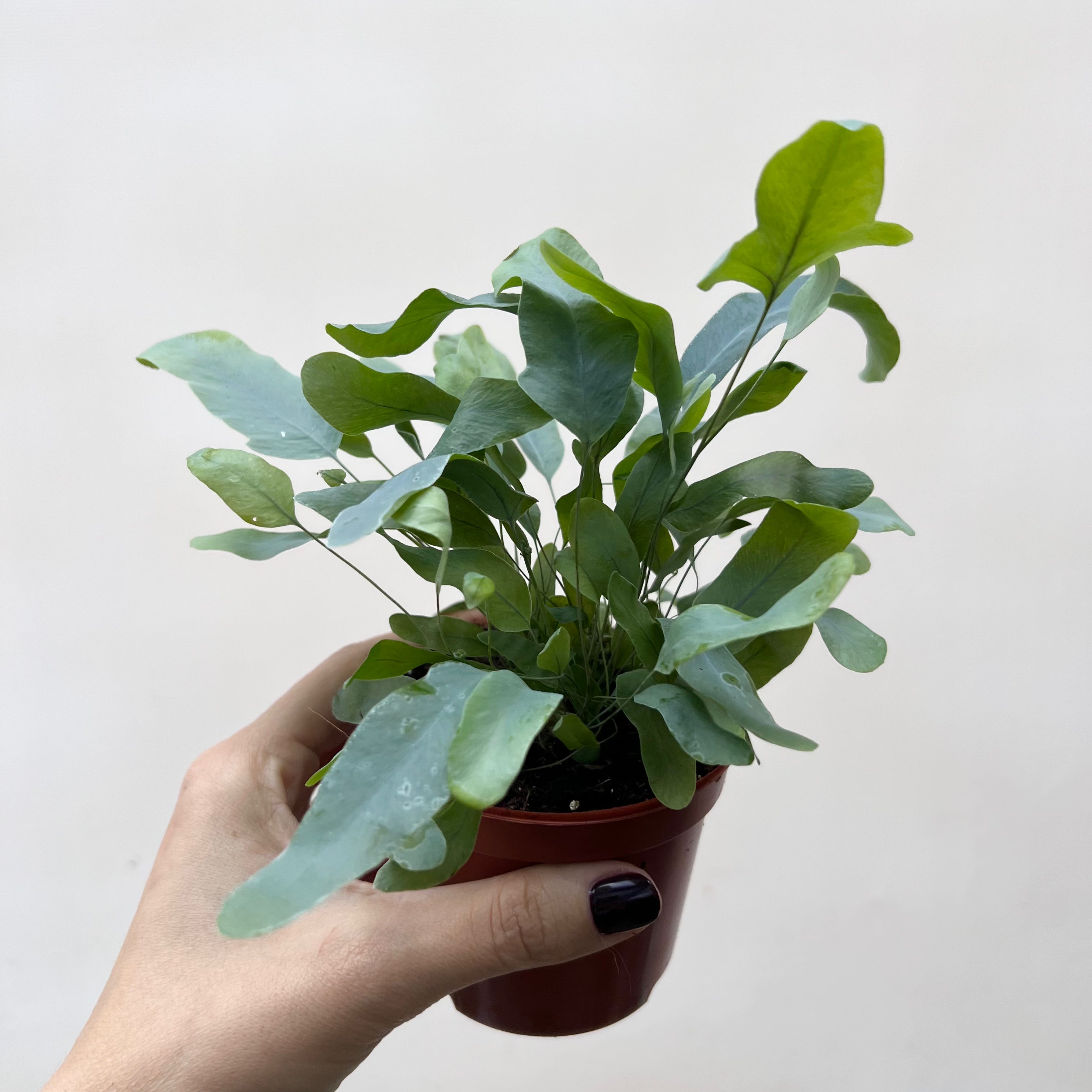 Mini Phlebodium Blue Star