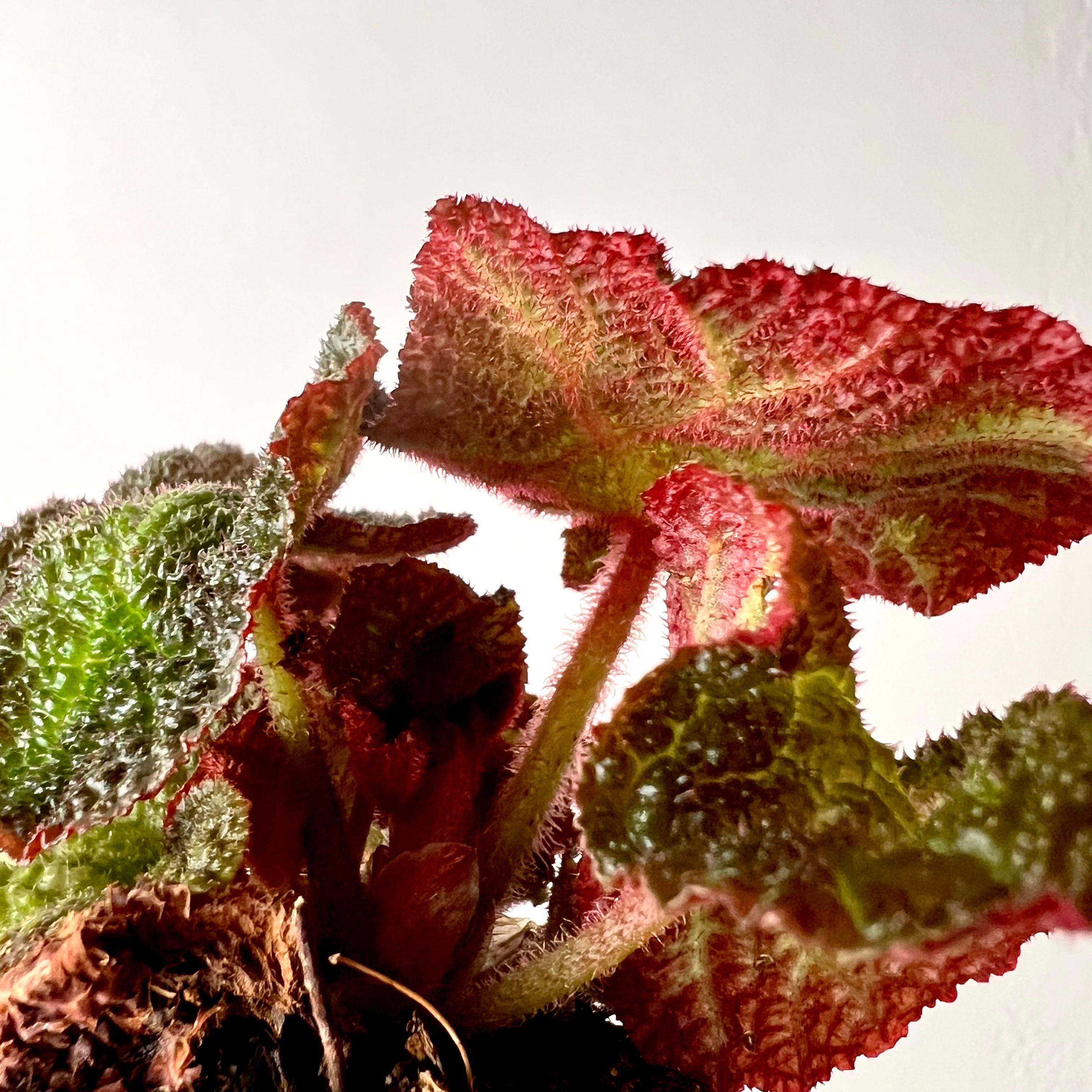 Begonia Solimutata