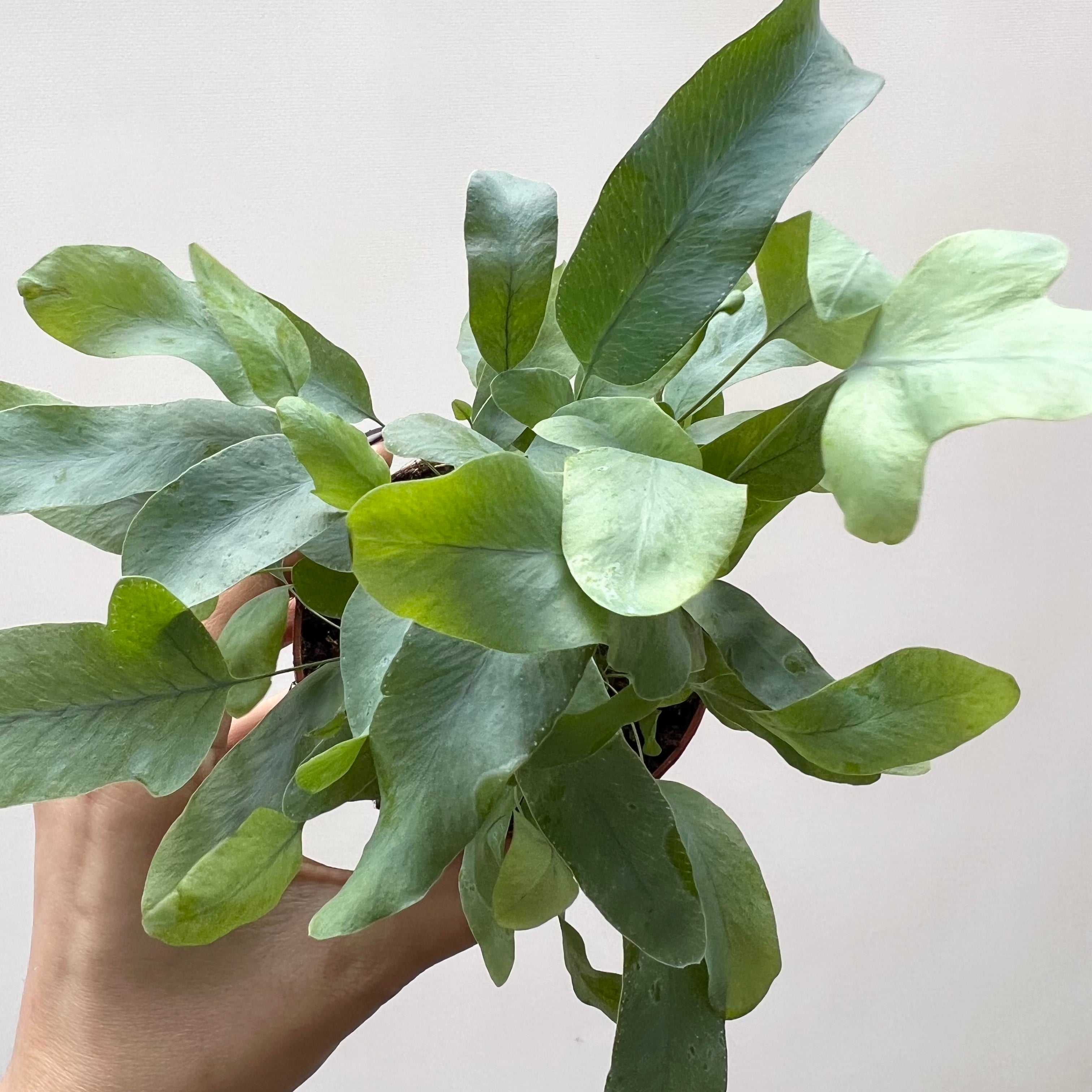 Mini Phlebodium Blue Star