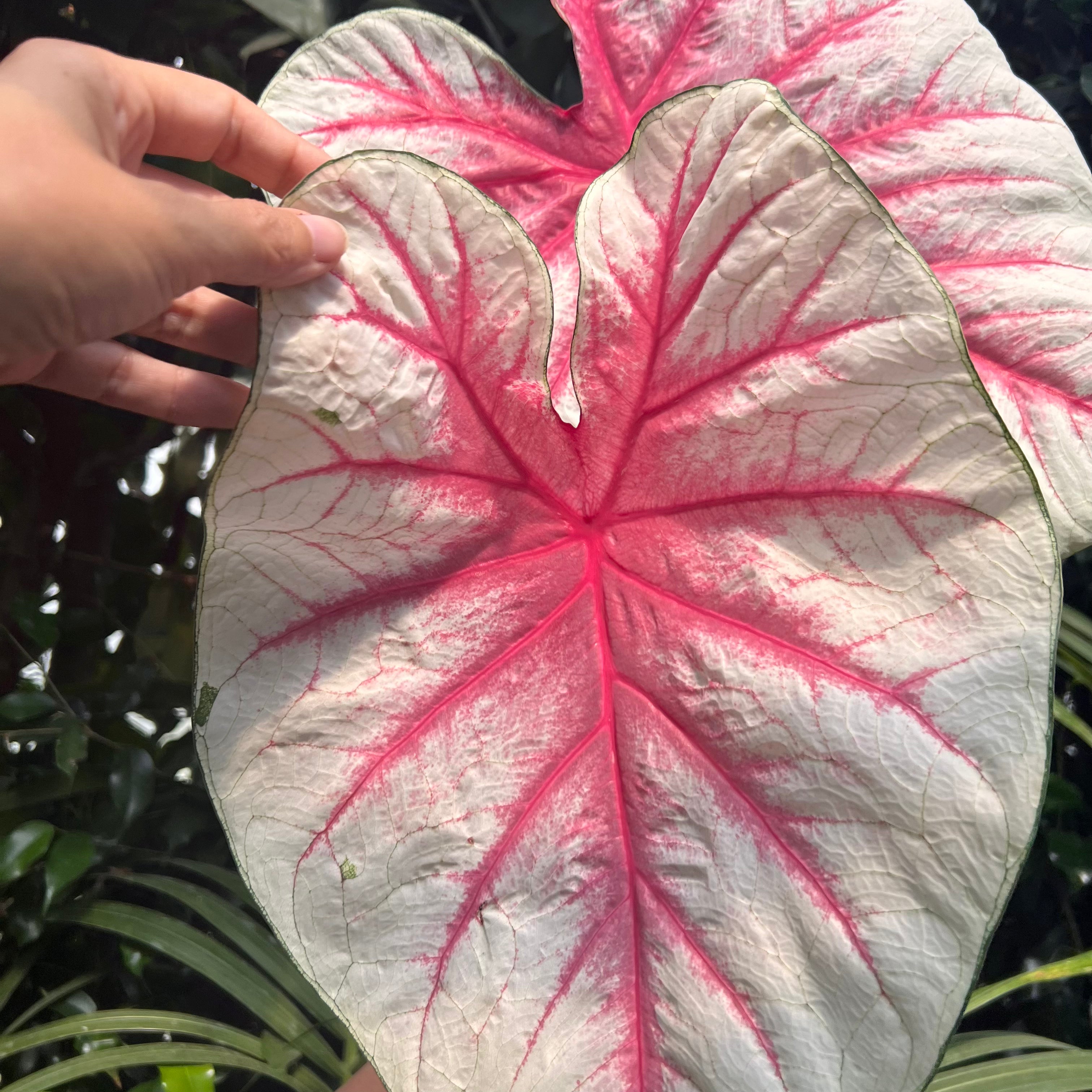 Caladium Fiesta
