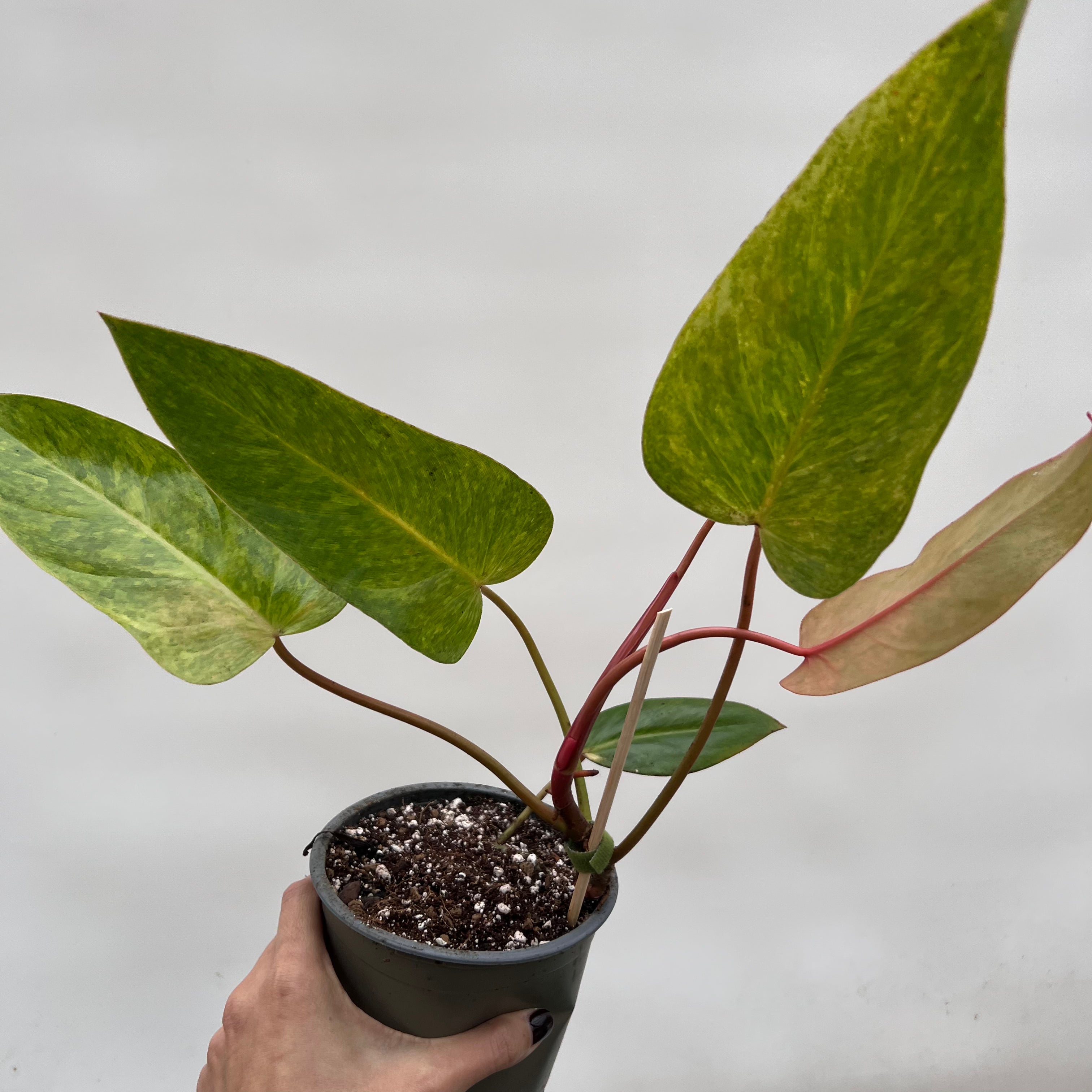 Philodendron Painted Lady /Paola