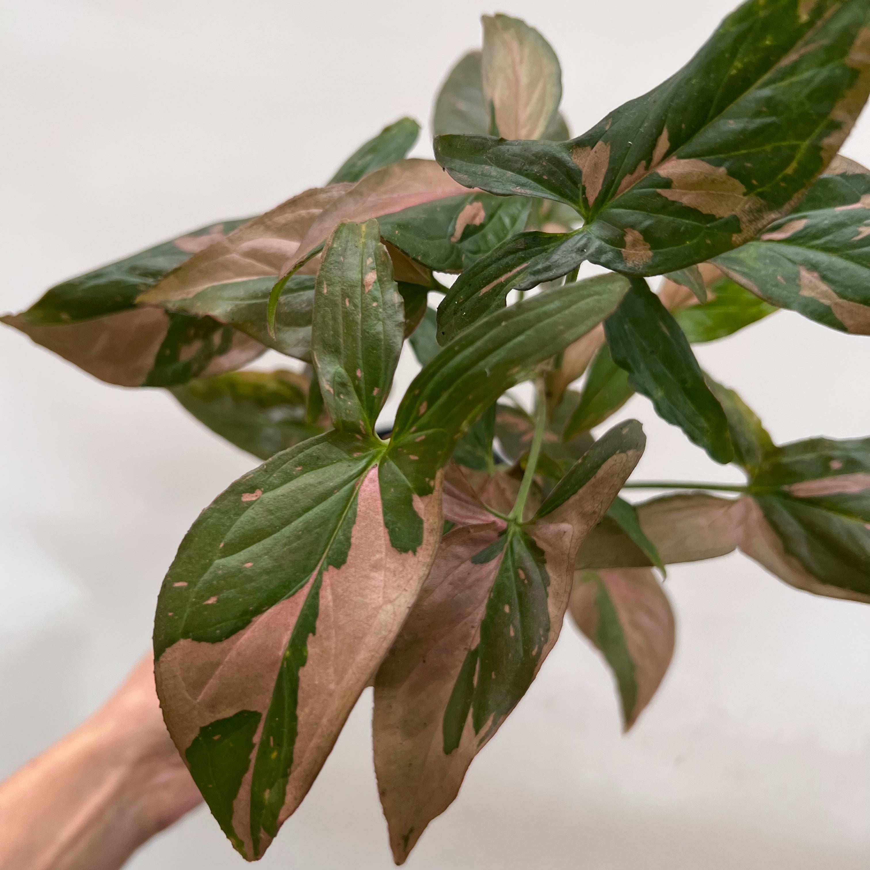 Syngonium Pink Splash /Orietta