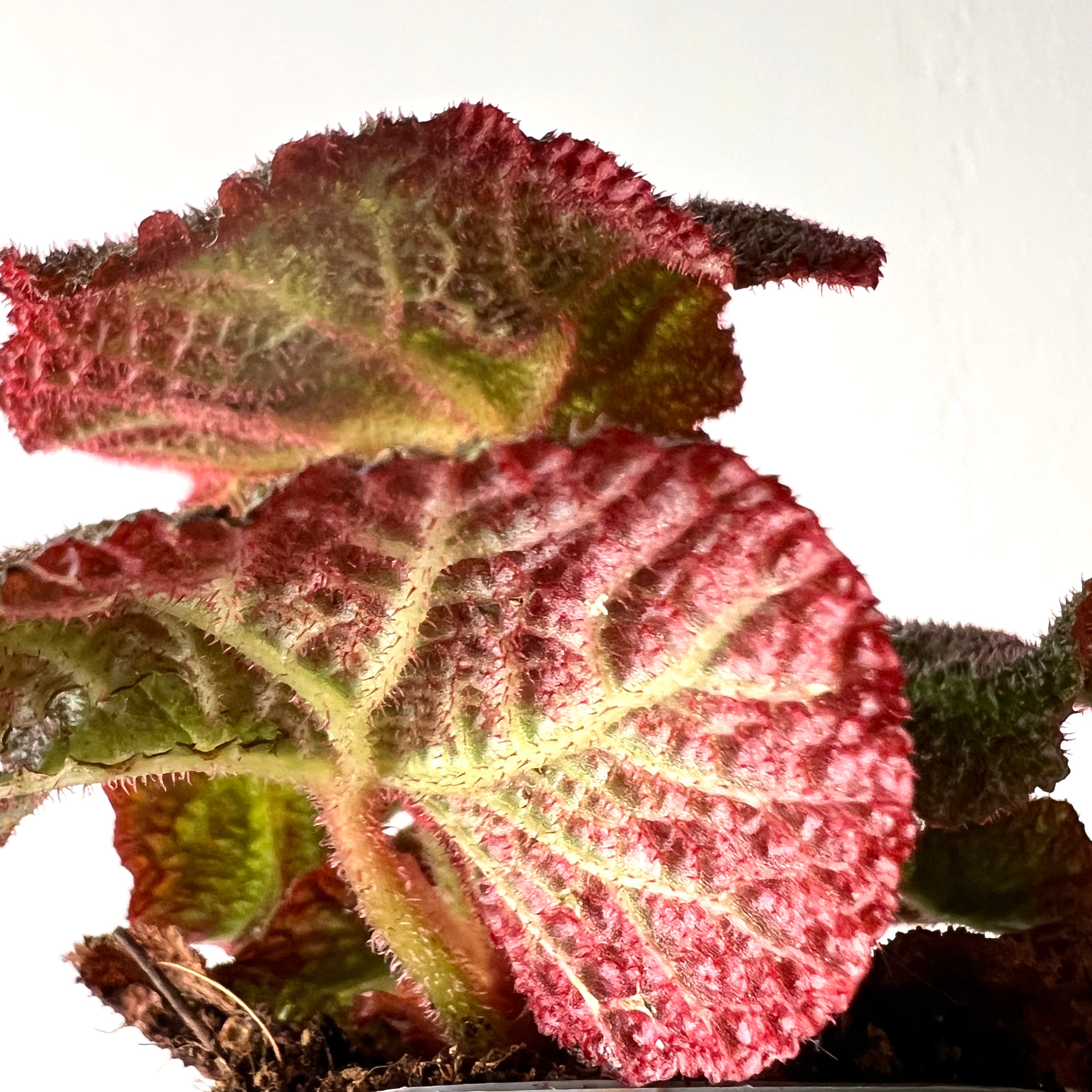 Begonia Solimutata