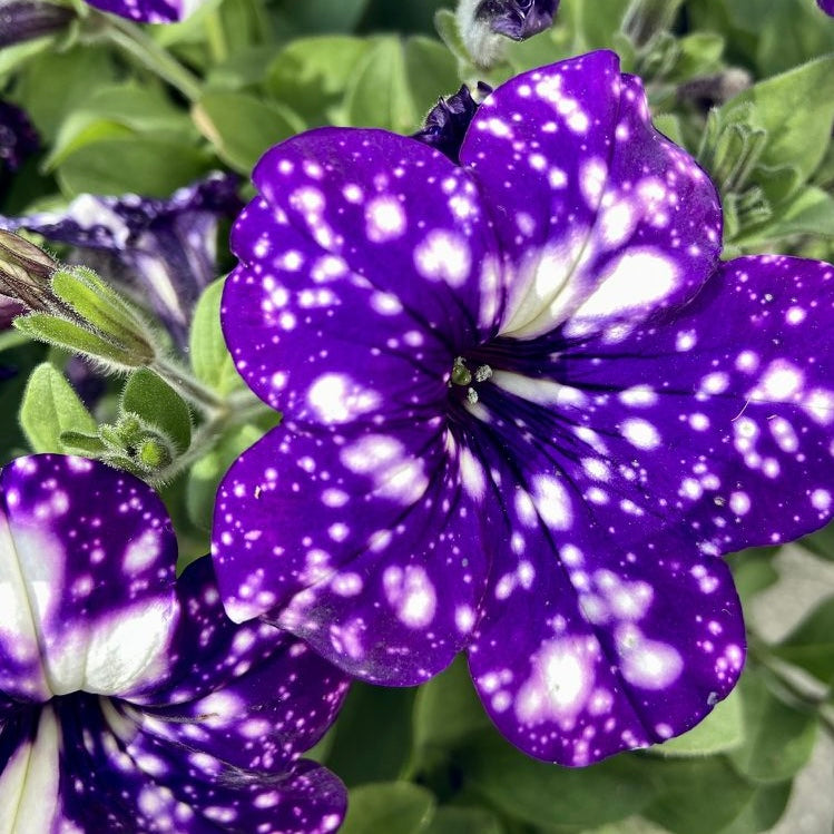Petunia Nightsky