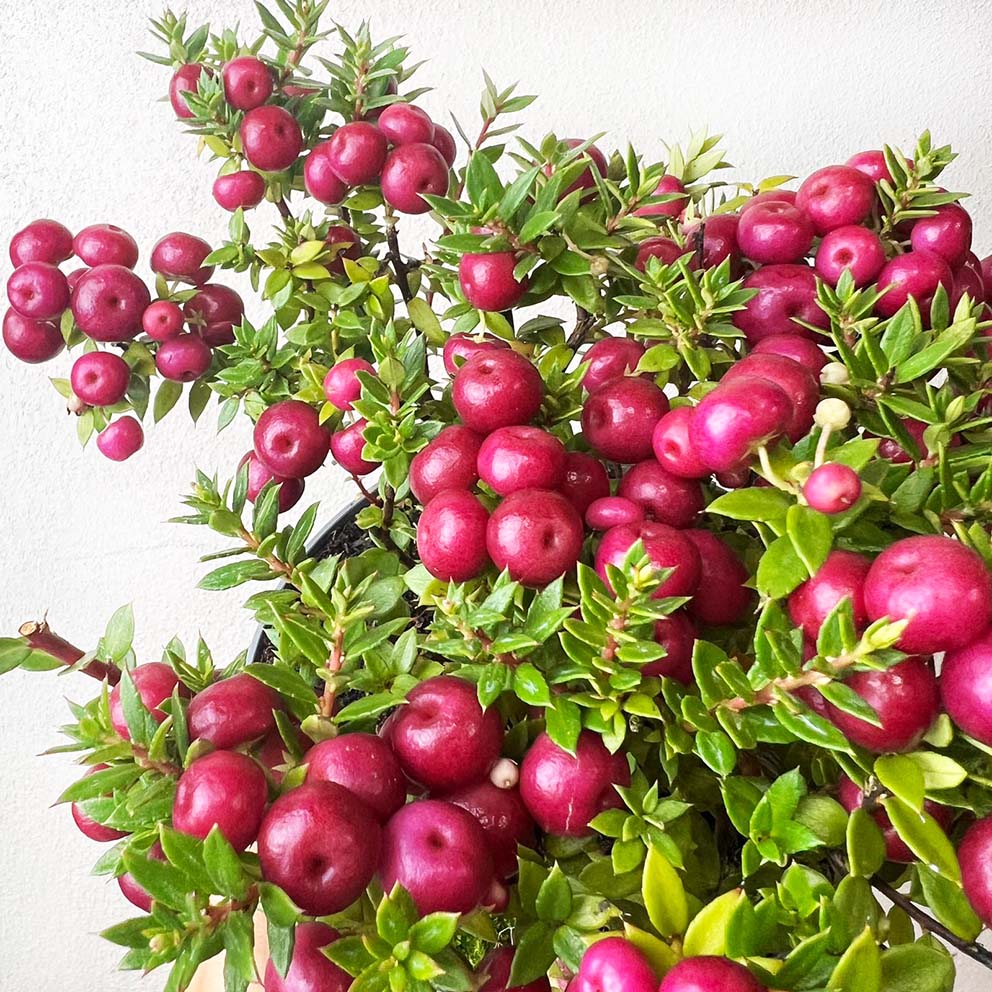 Gaultheria mucronata Pink /Pernettya