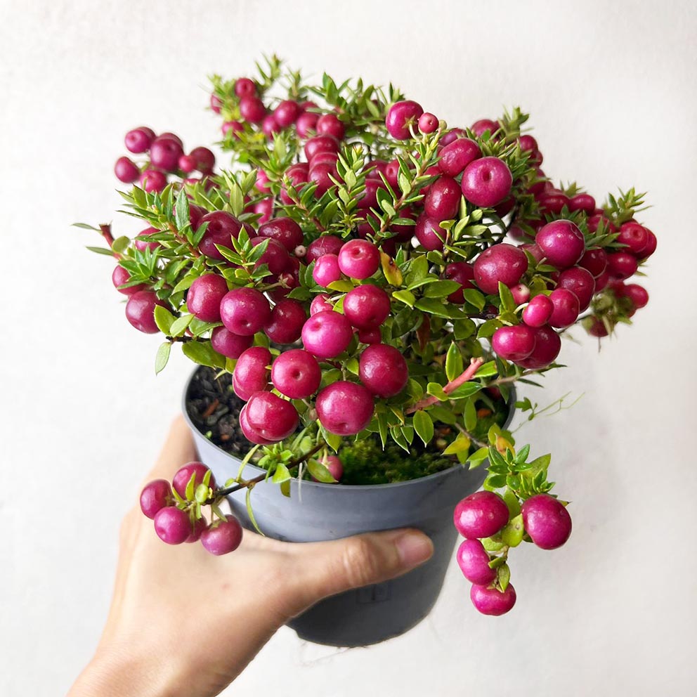 Gaultheria mucronata Pink /Pernettya