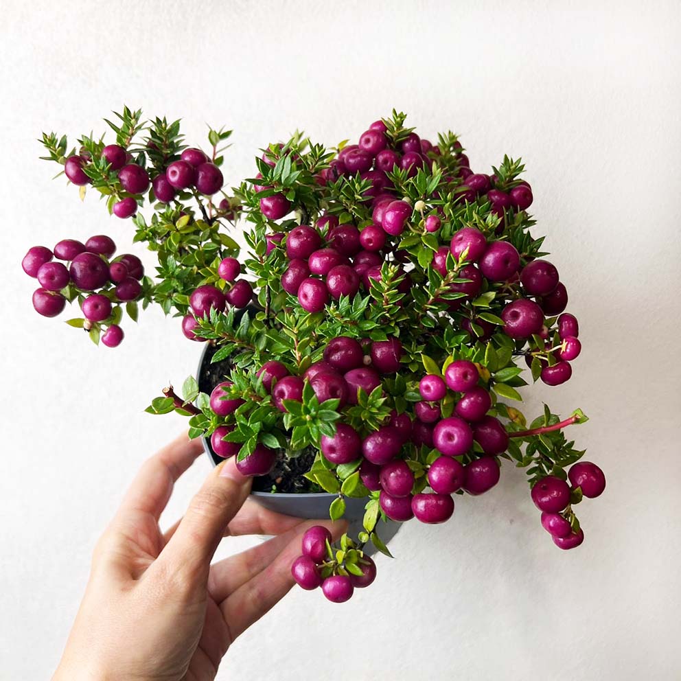 Gaultheria mucronata Pink /Pernettya