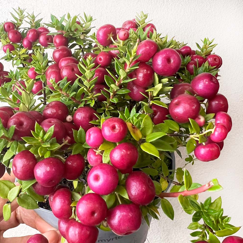 Gaultheria mucronata Pink /Pernettya