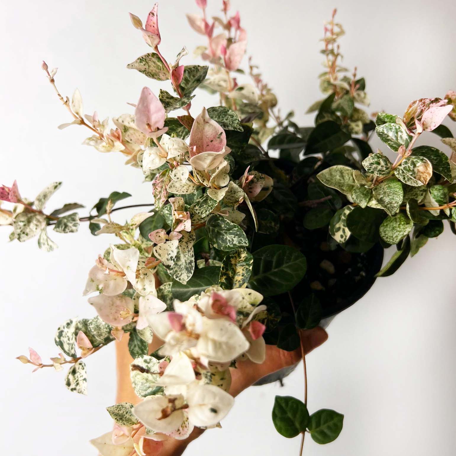 Rhyncospermum Asiaticum Tricolor /Gelsomino Tricolore