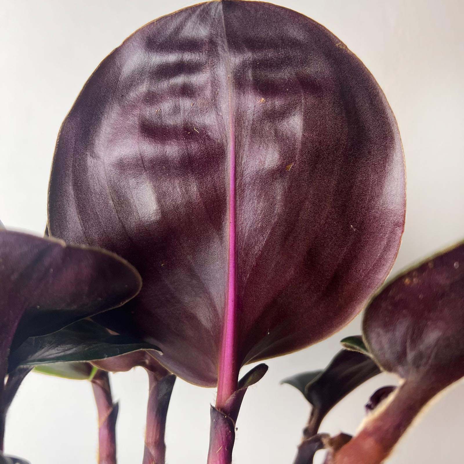Geogenanthus ciliatus Midnight Pearl