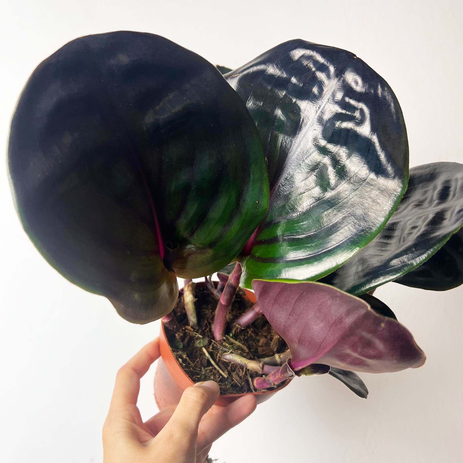 Geogenanthus ciliatus Midnight Pearl