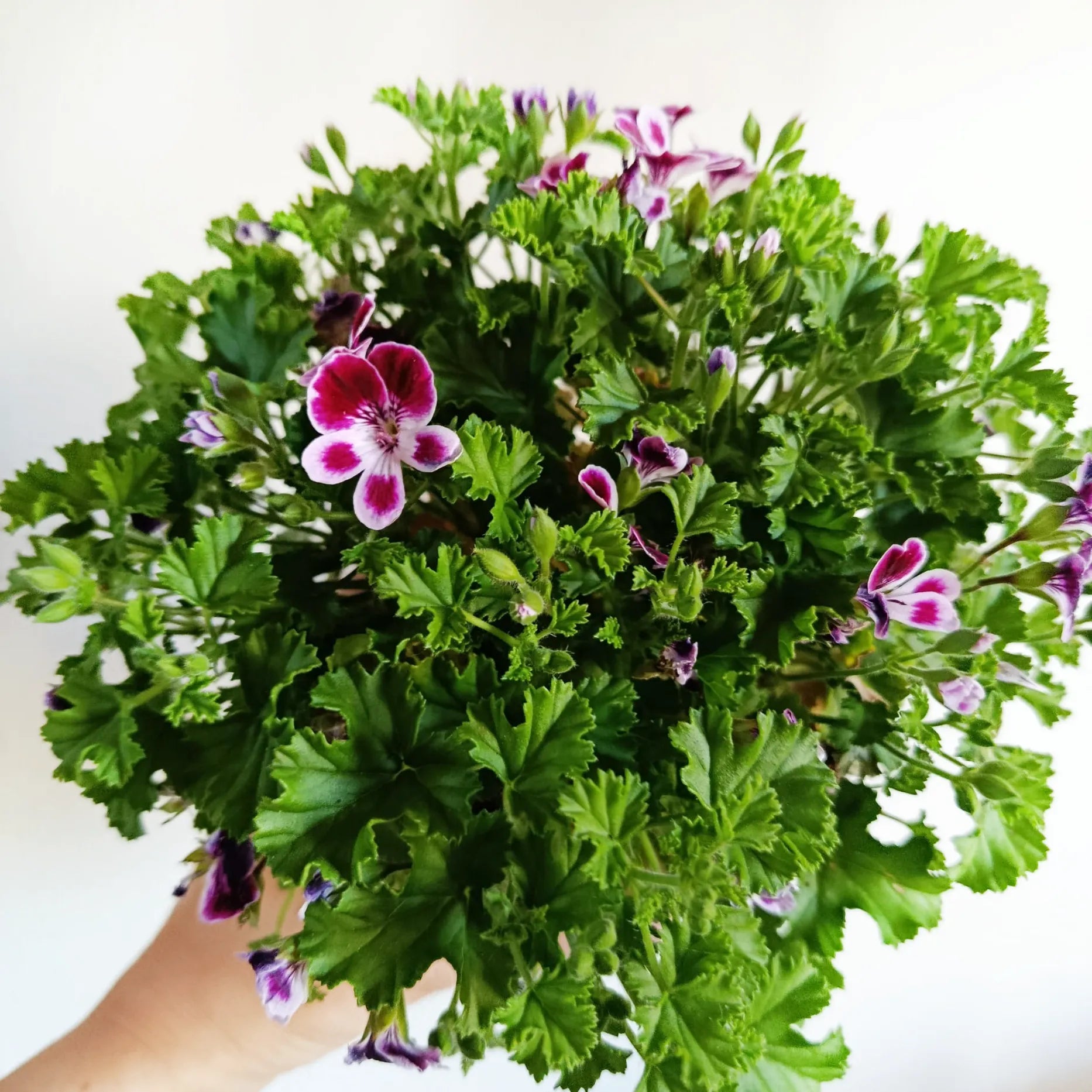 Pelargonium Nova Parfum /geranio profumato