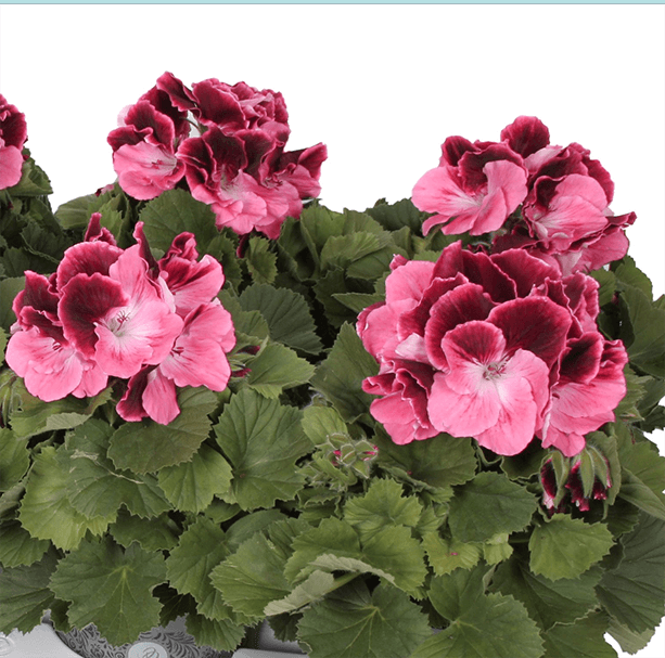 Pelargonium Don Camaro (geranio)