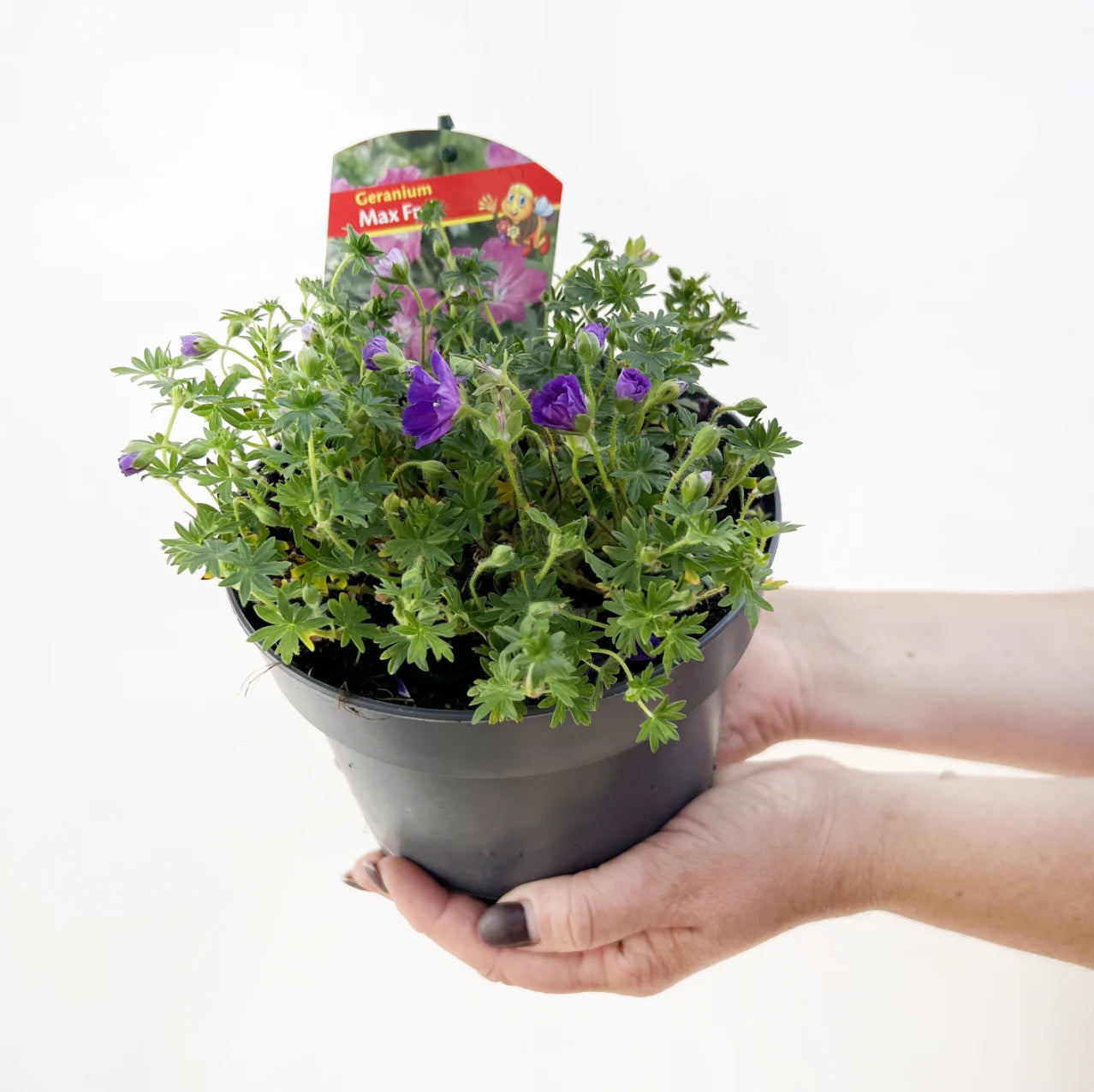 Geranium Max Frei