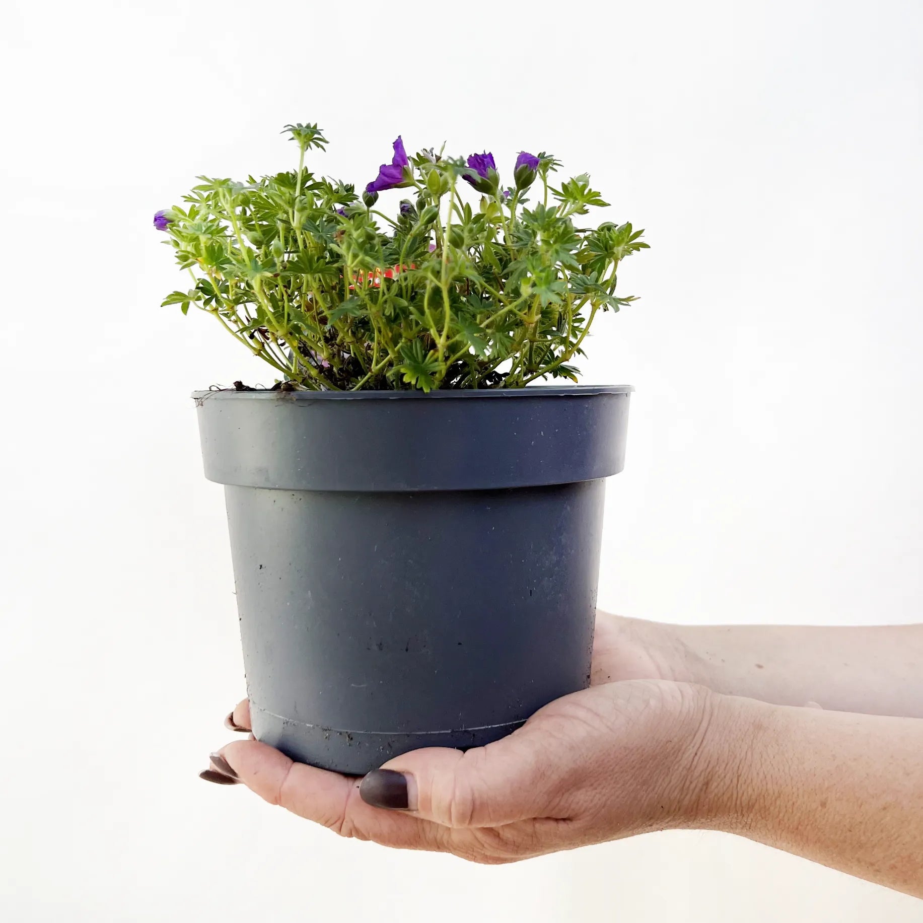 Geranium Max Frei