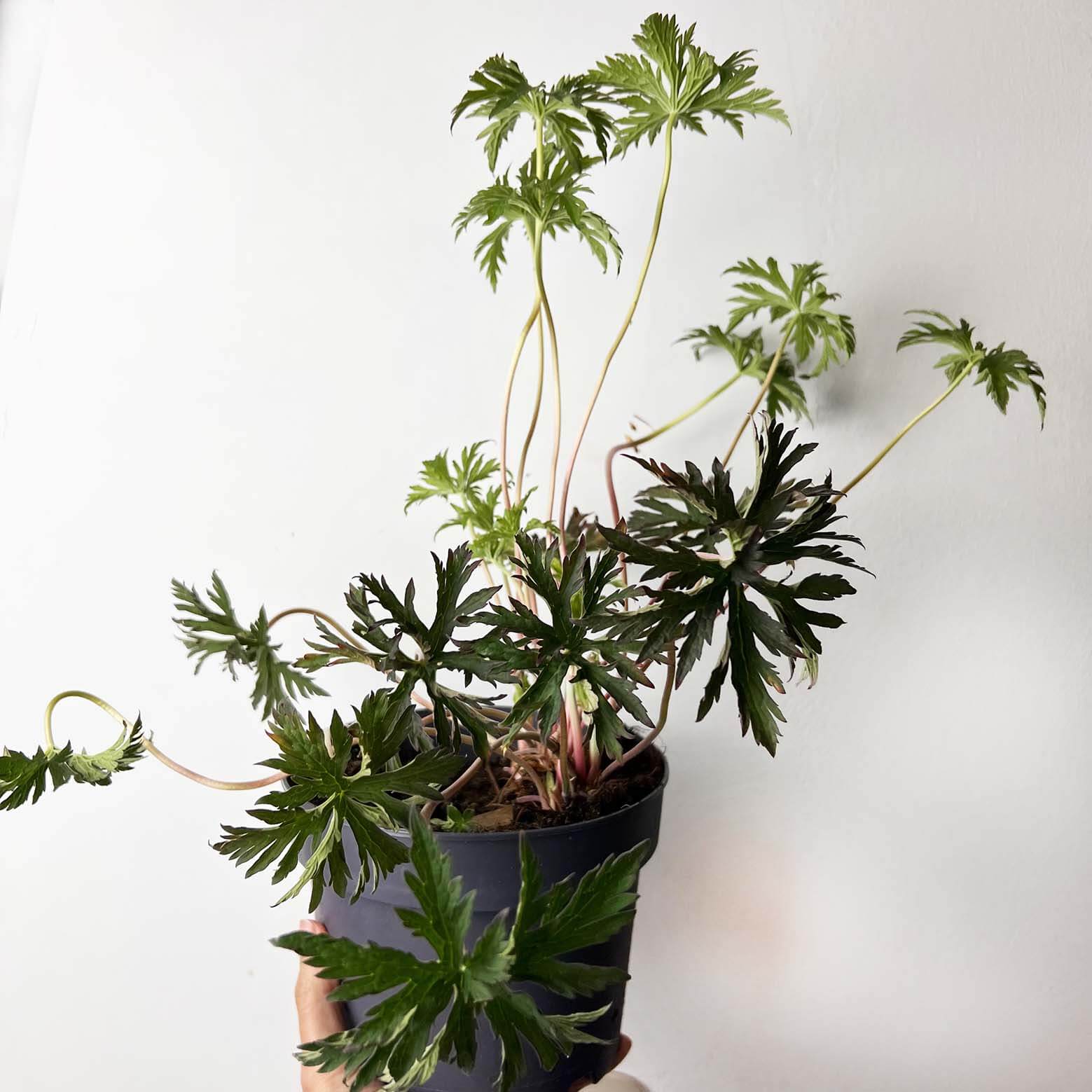 Geranium Black Beauty /perenne