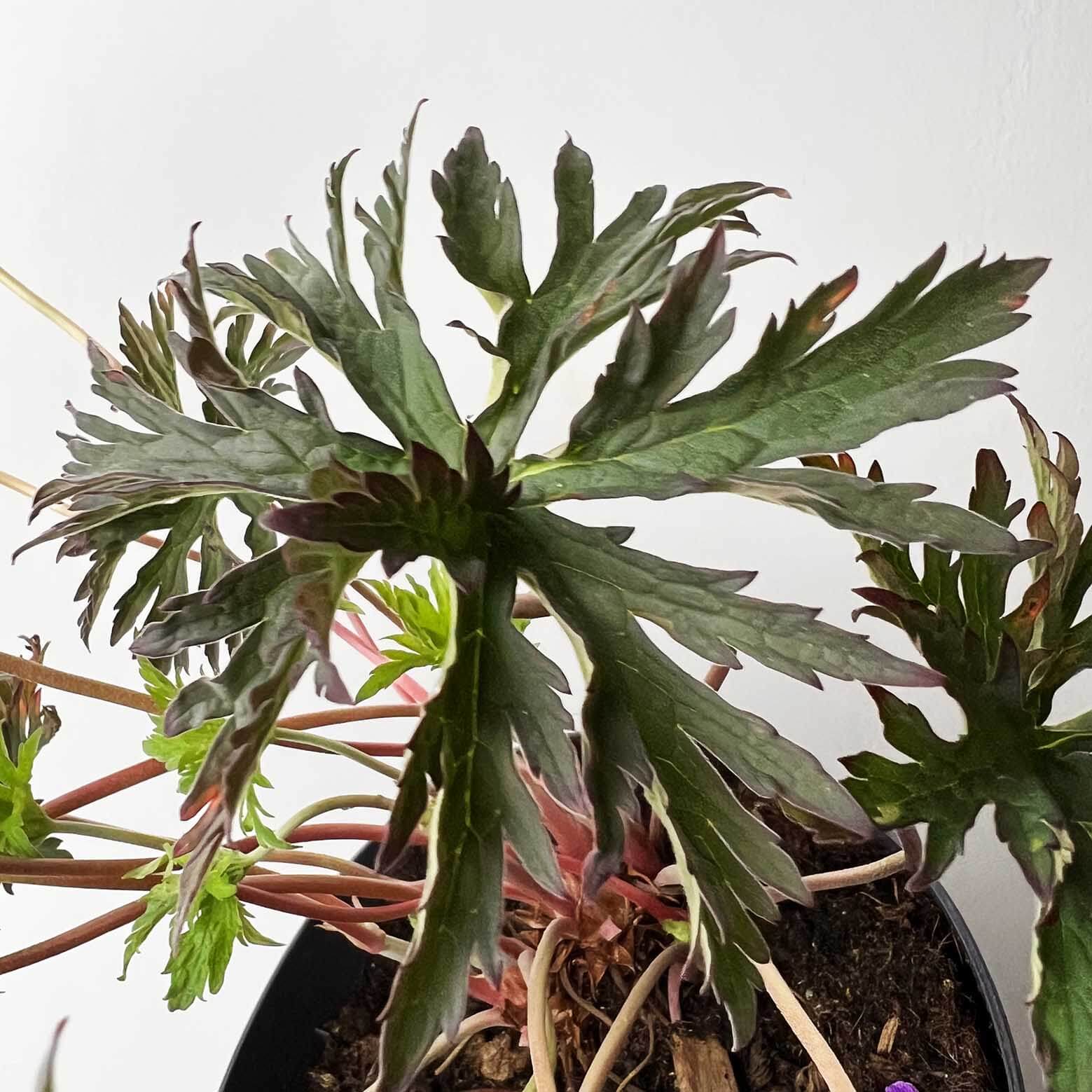 Geranium Black Beauty /perenne