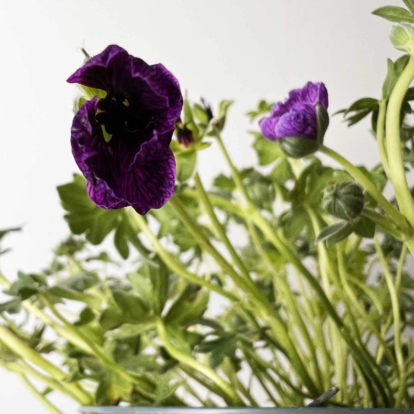 Geranium Cinereum /perenne