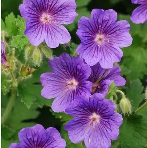 Geranium Rozanne