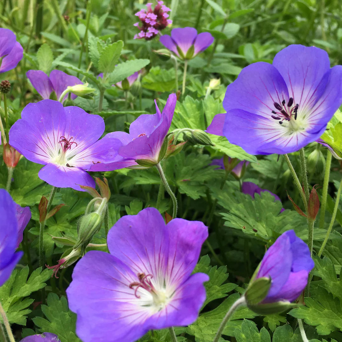 Geranium Rozanne