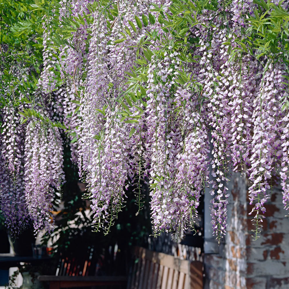 Glicine /Wisteria Floribunda Naga Noda