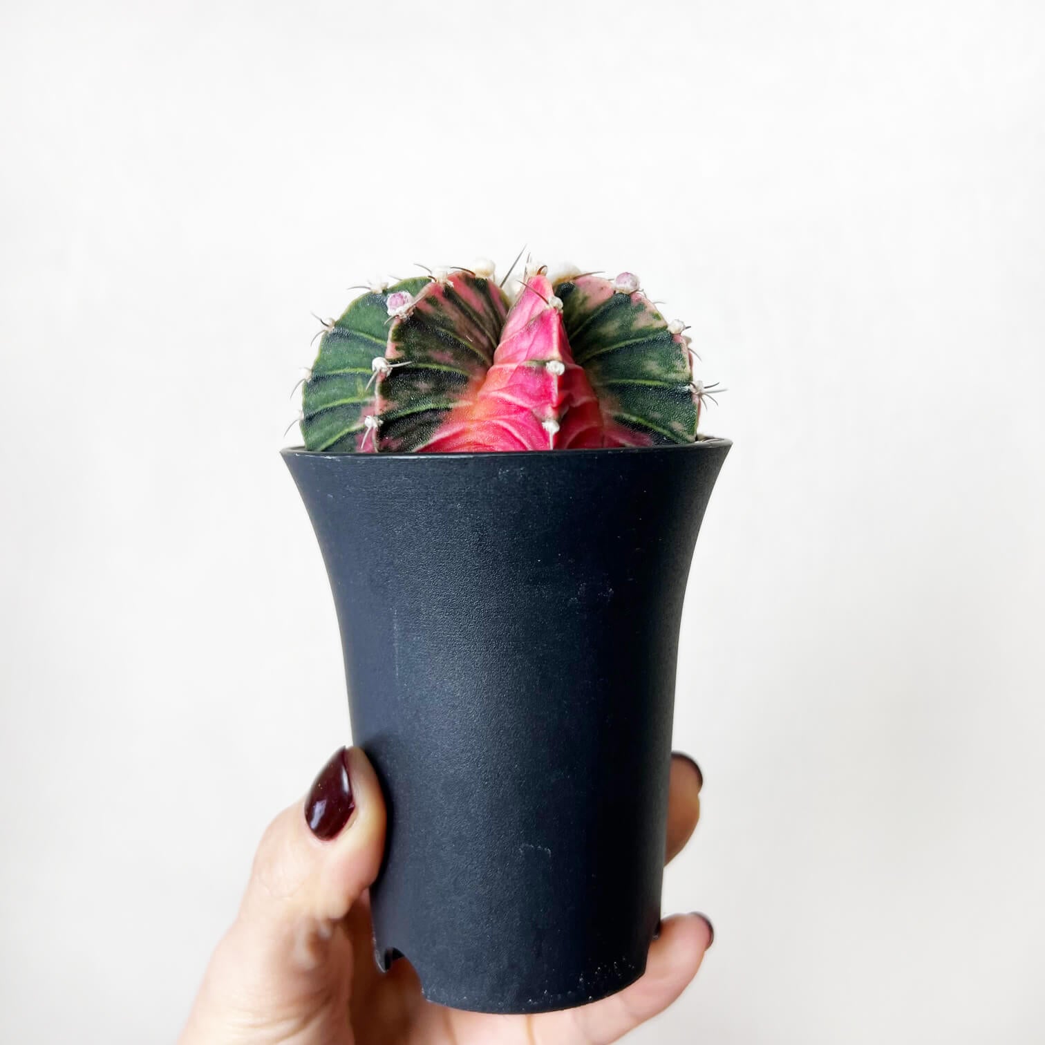 Gymnocalycium Mihanovichii Variegato