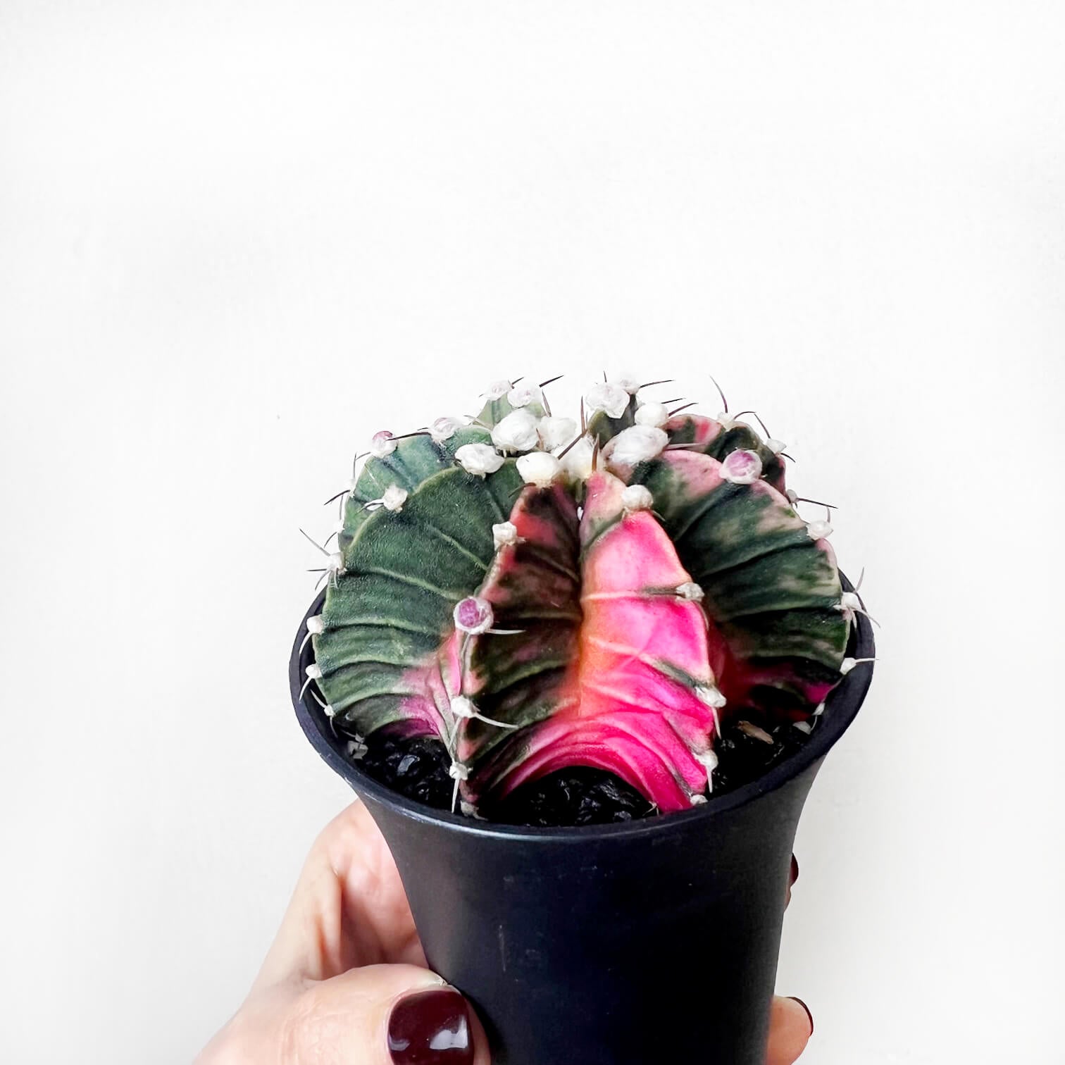 Gymnocalycium Mihanovichii Variegato