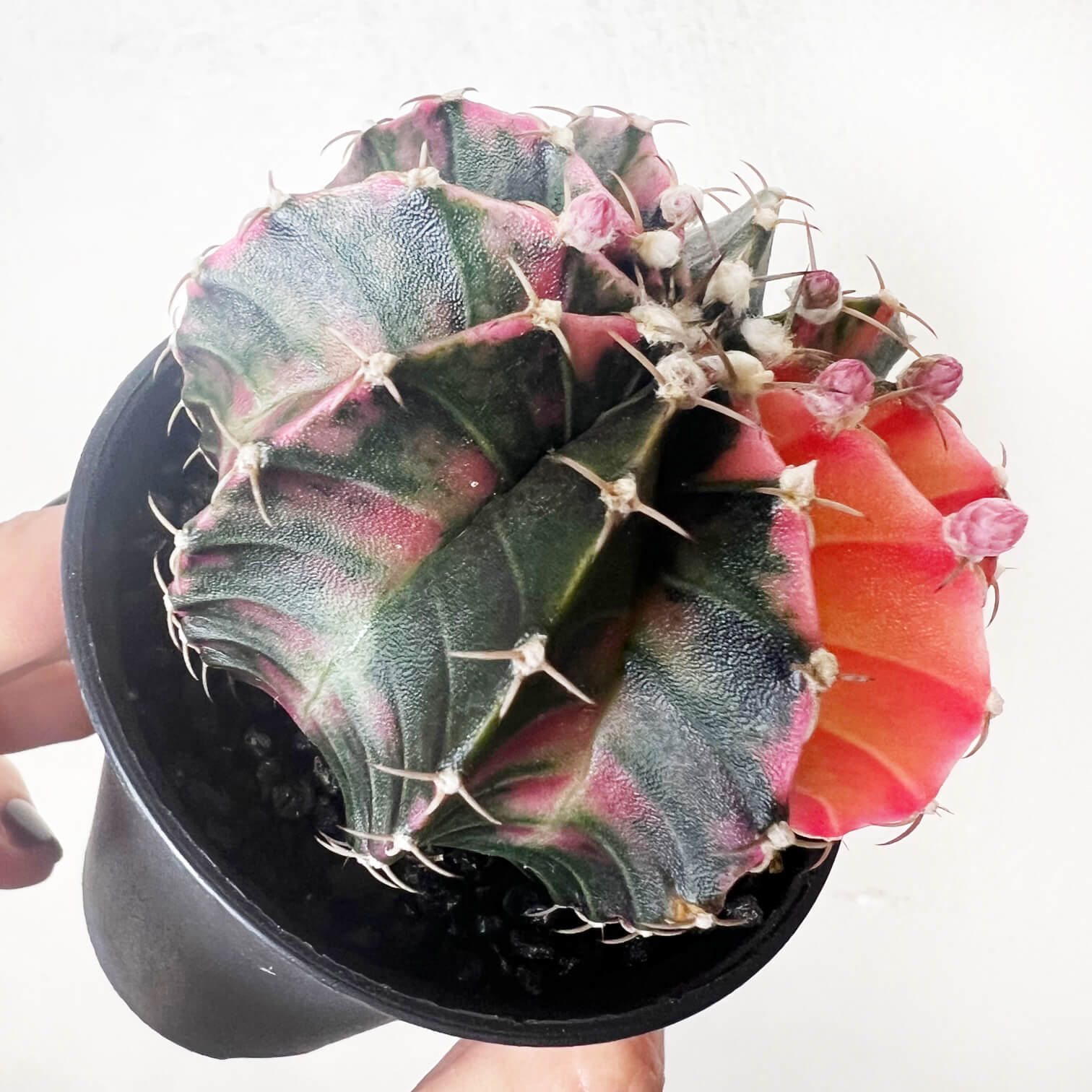 Gymnocalycium Mihanovichii Variegato