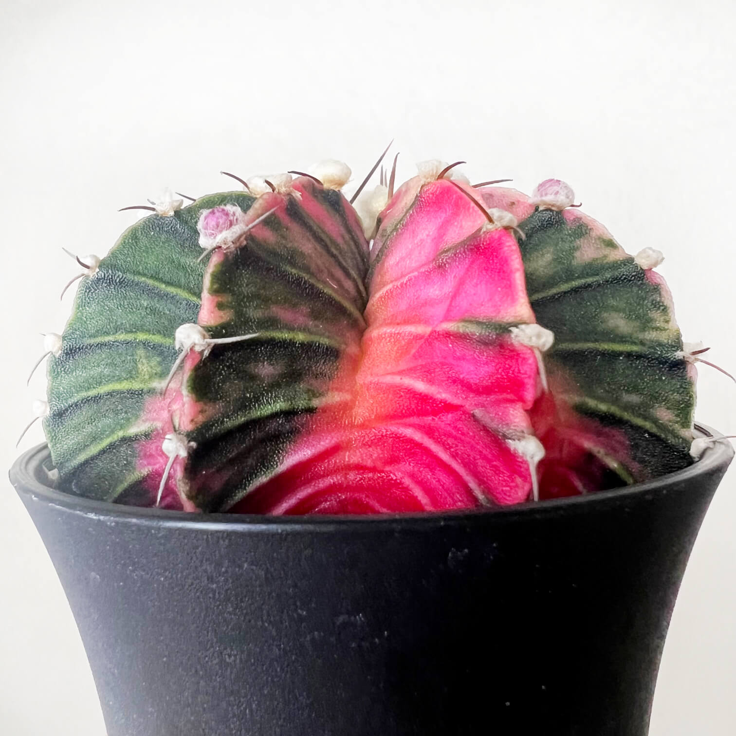 Gymnocalycium Mihanovichii Variegato