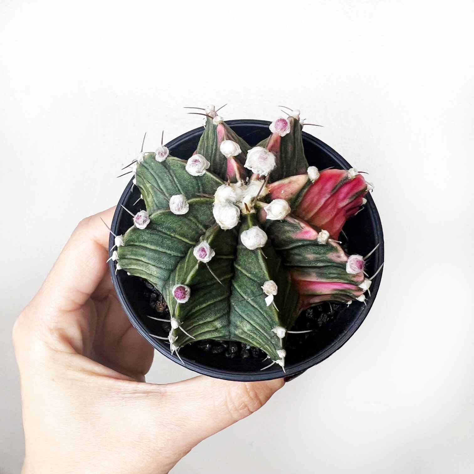 Gymnocalycium Mihanovichii Variegato