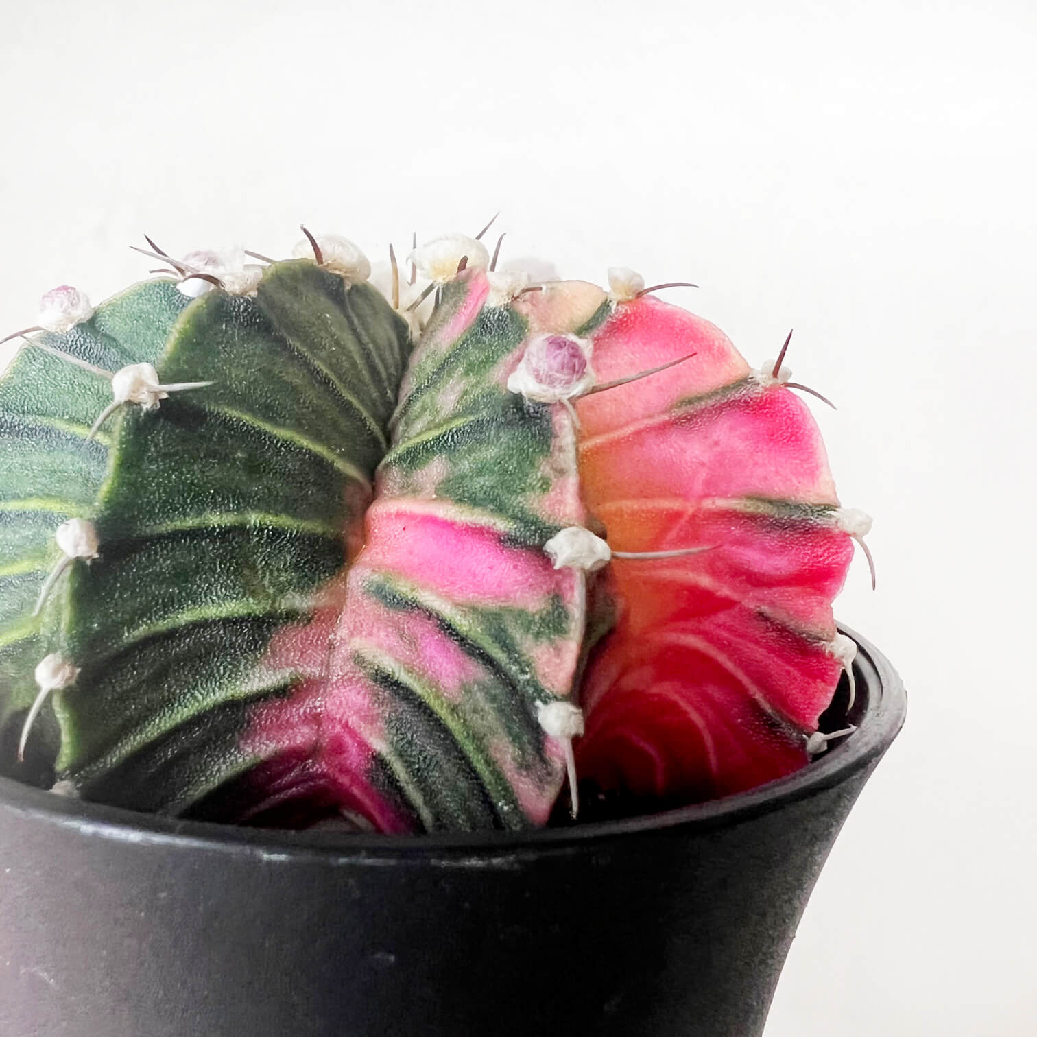 Gymnocalycium Mihanovichii Variegato