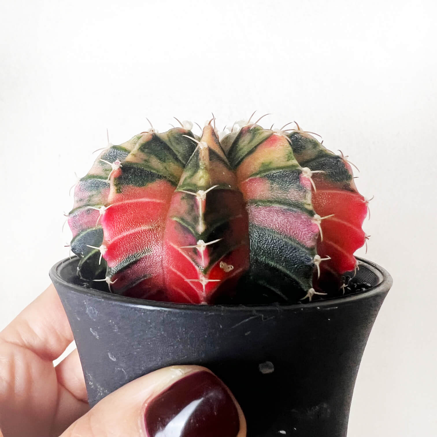Gymnocalycium Mihanovichii Variegato