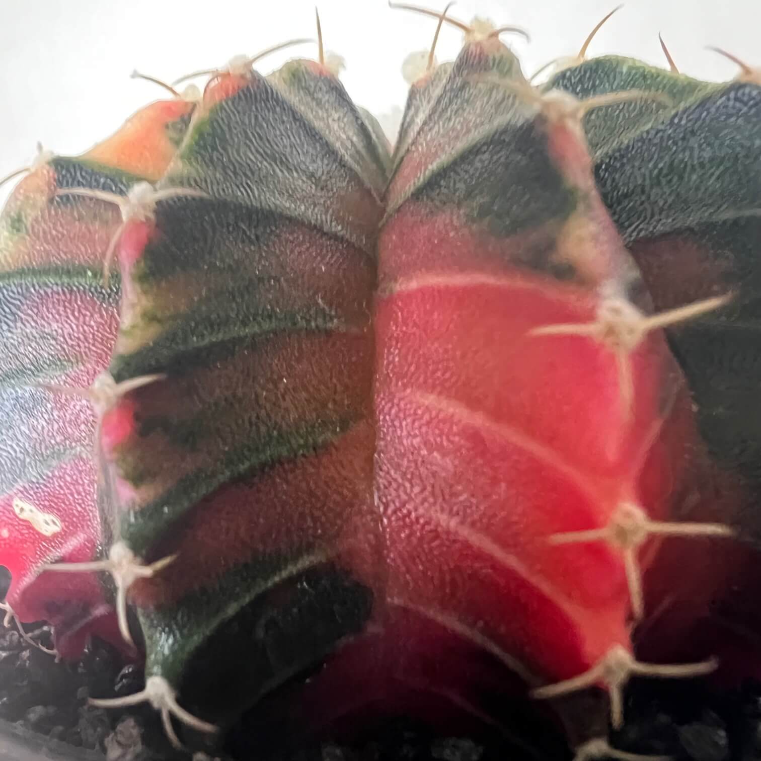 Gymnocalycium Mihanovichii Variegato