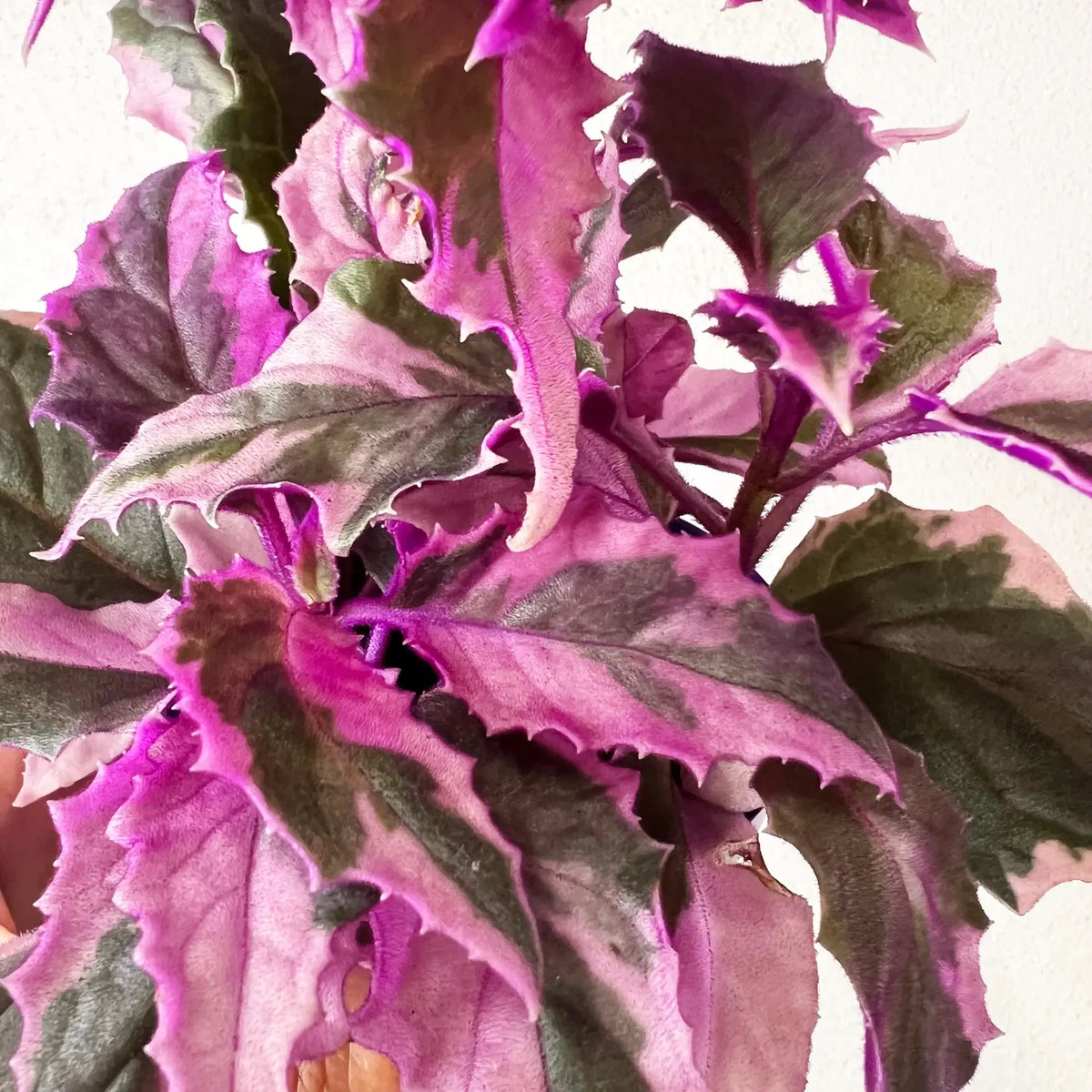 Gynura variegata