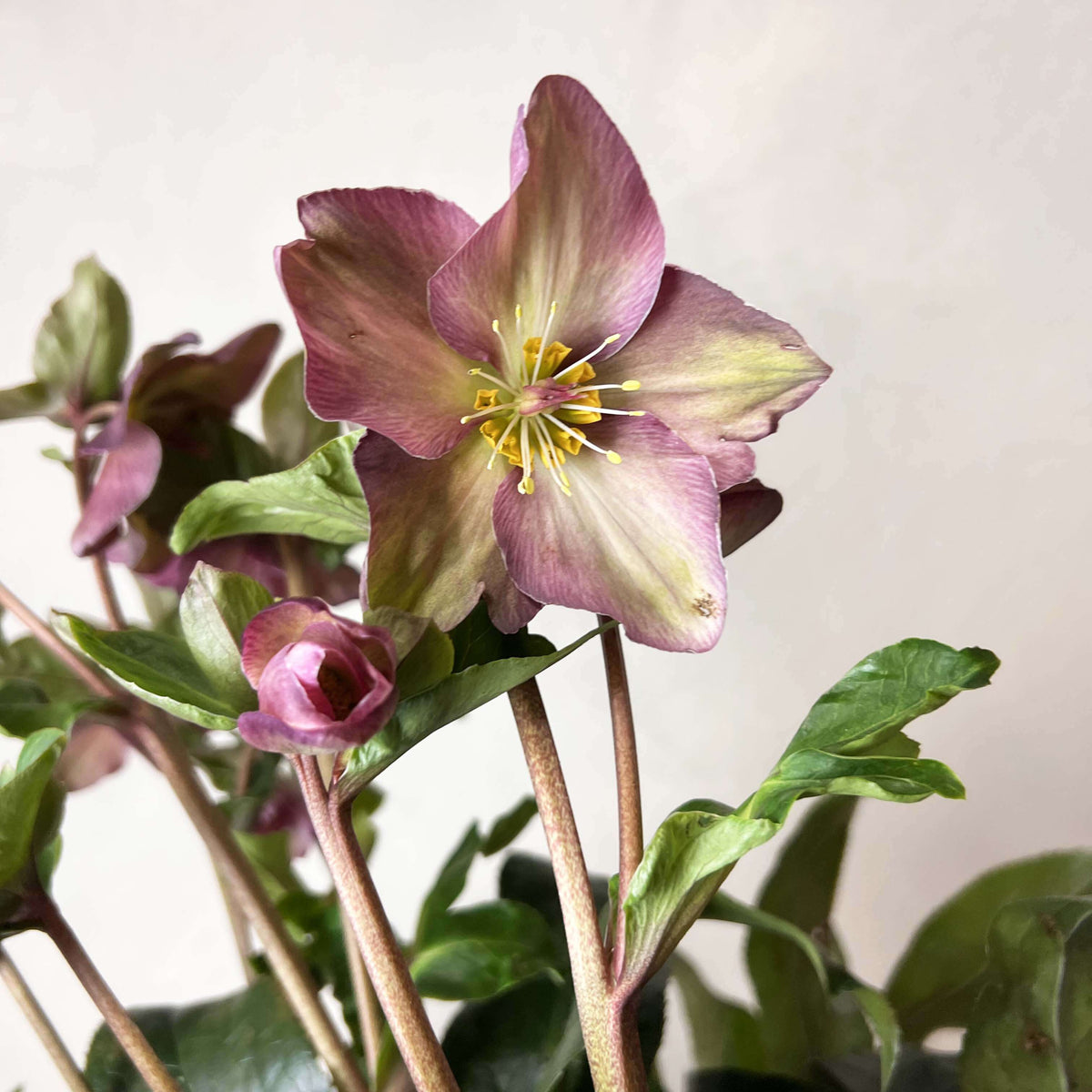 Helleborus Ice N'Roses Red